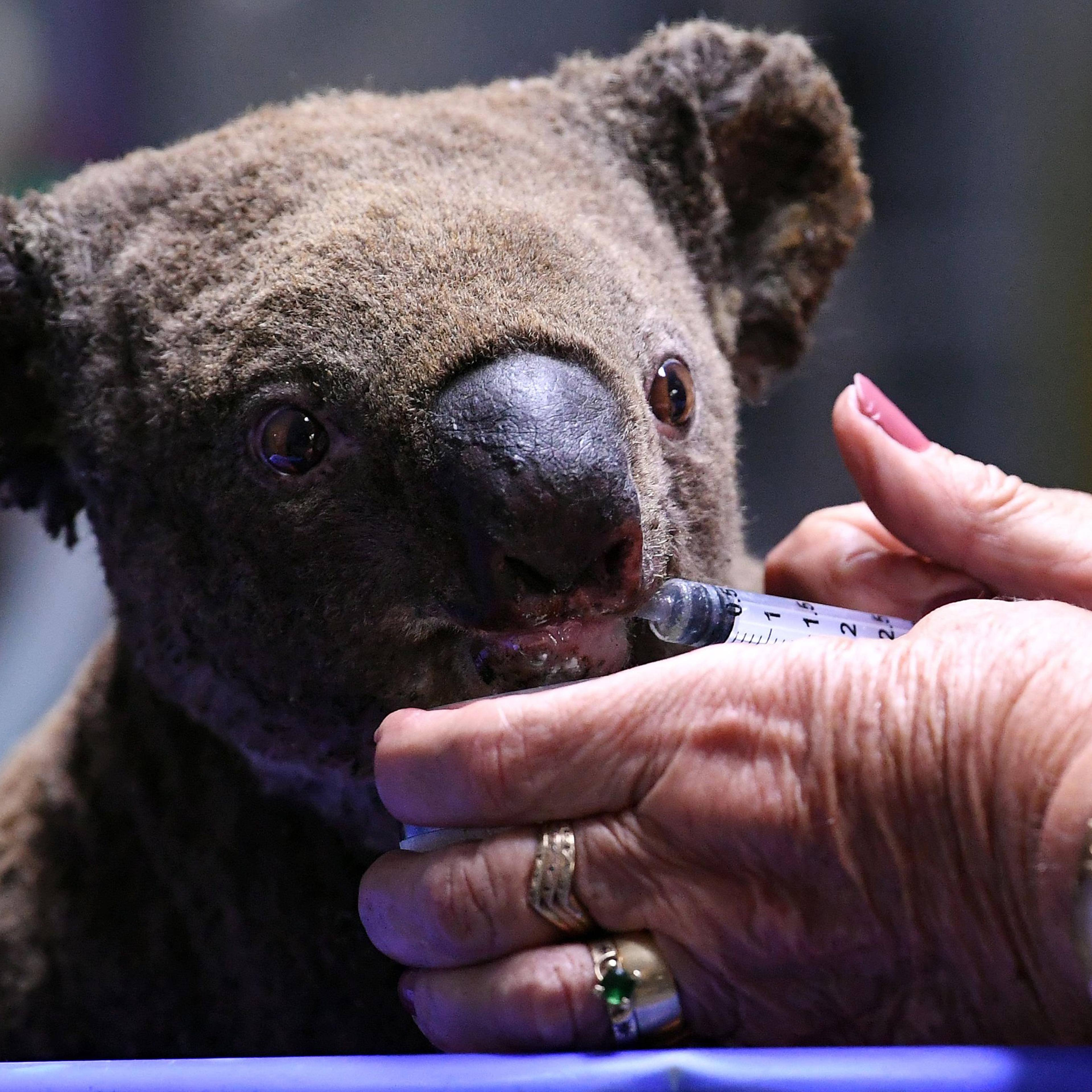 AUSTRALIA-KOALA-ANIMAL-FIRE