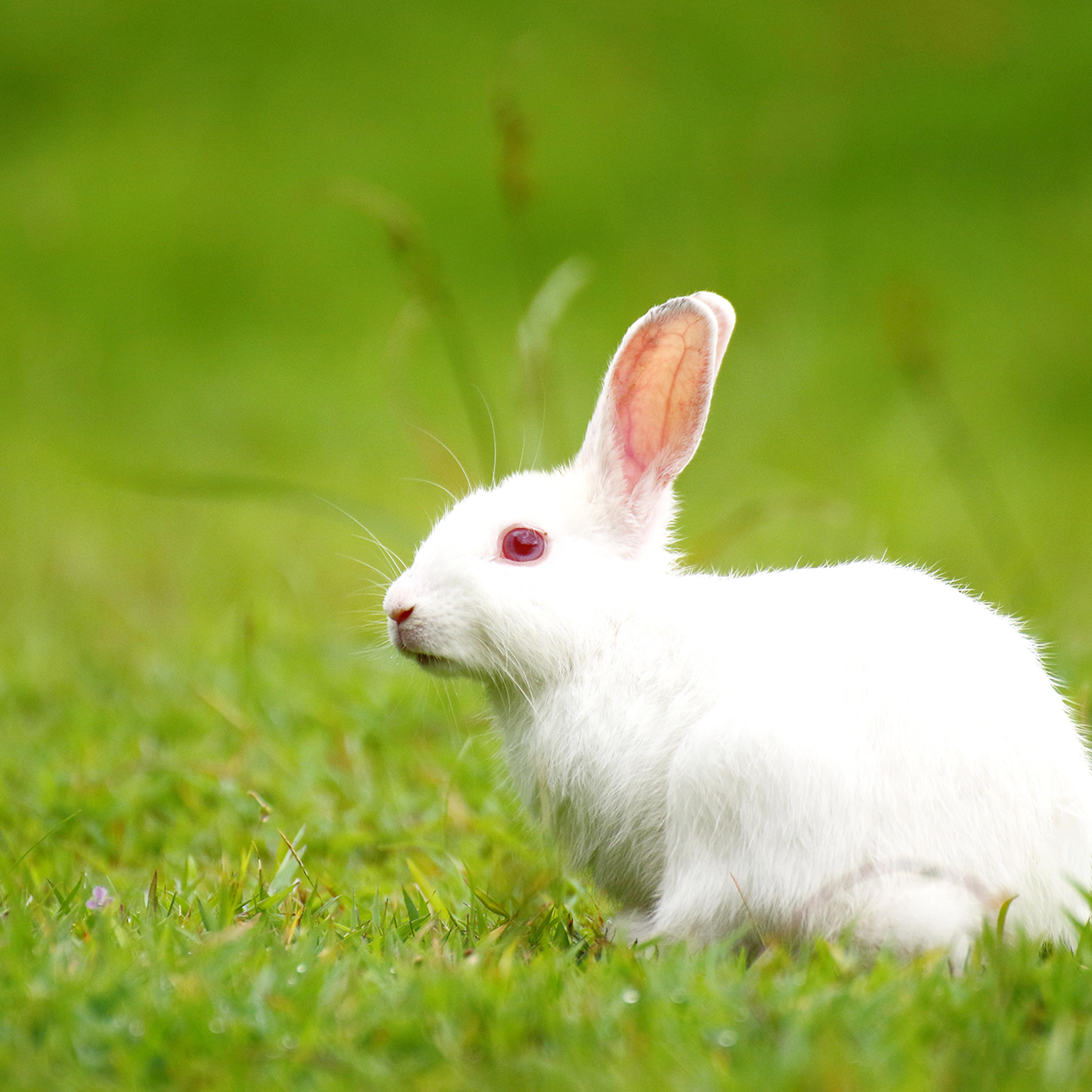 White rabbit on green grass.