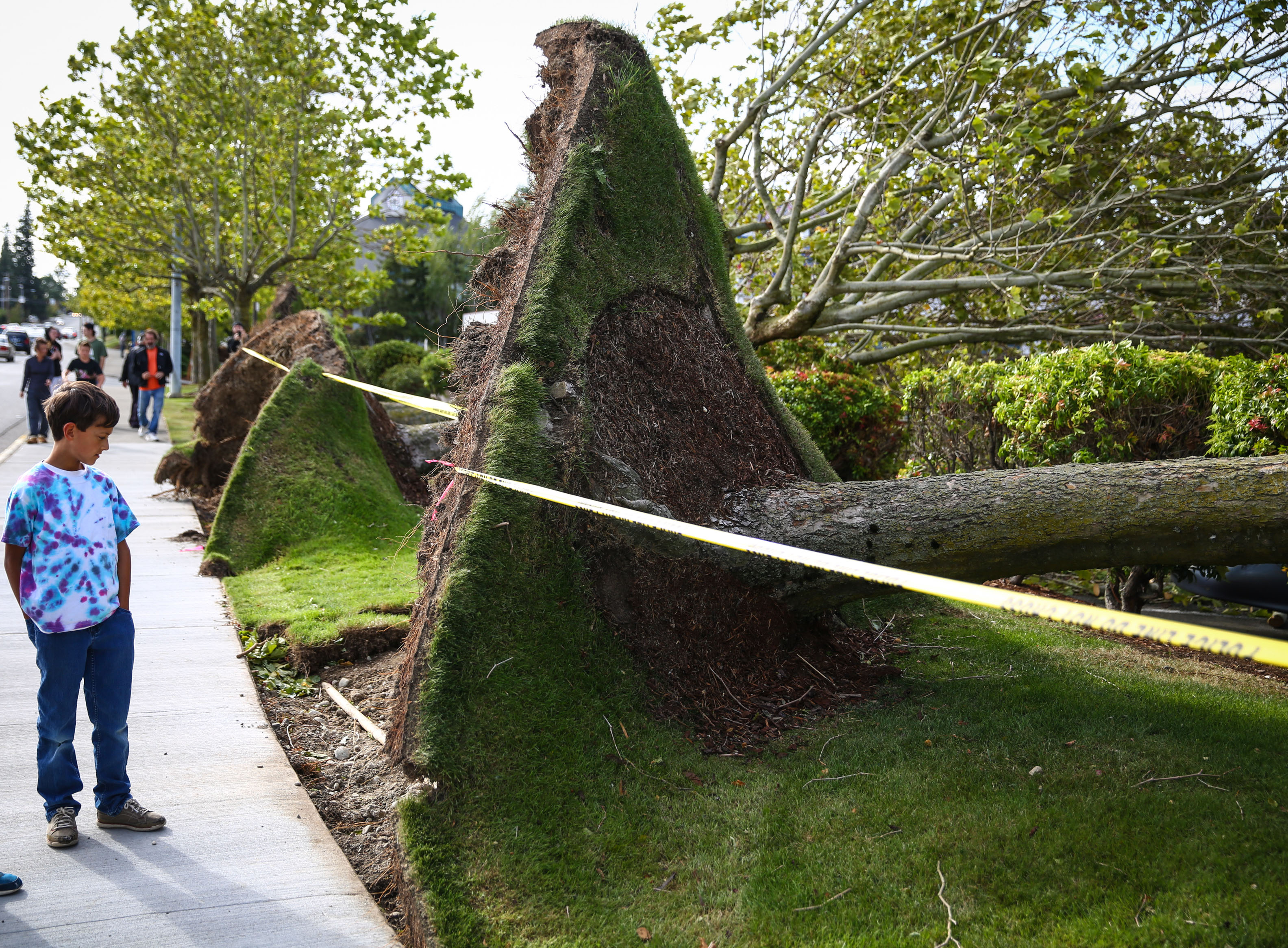 Northwest Weather seattle windstorm