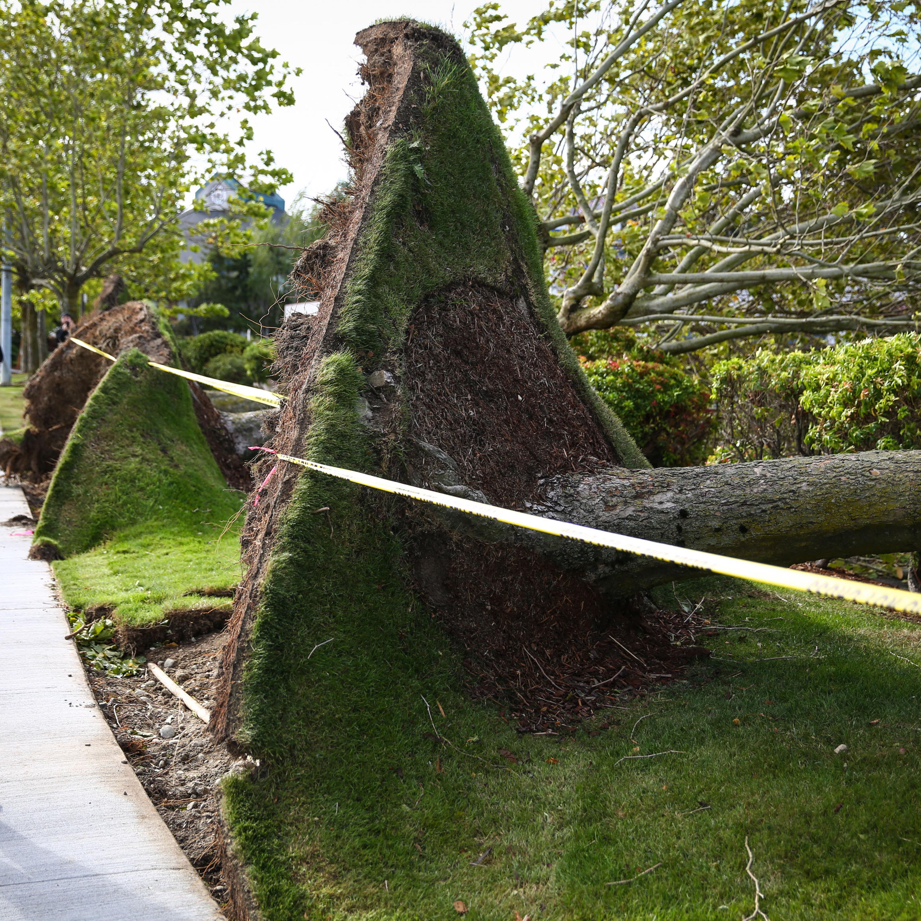 Northwest Weather seattle windstorm