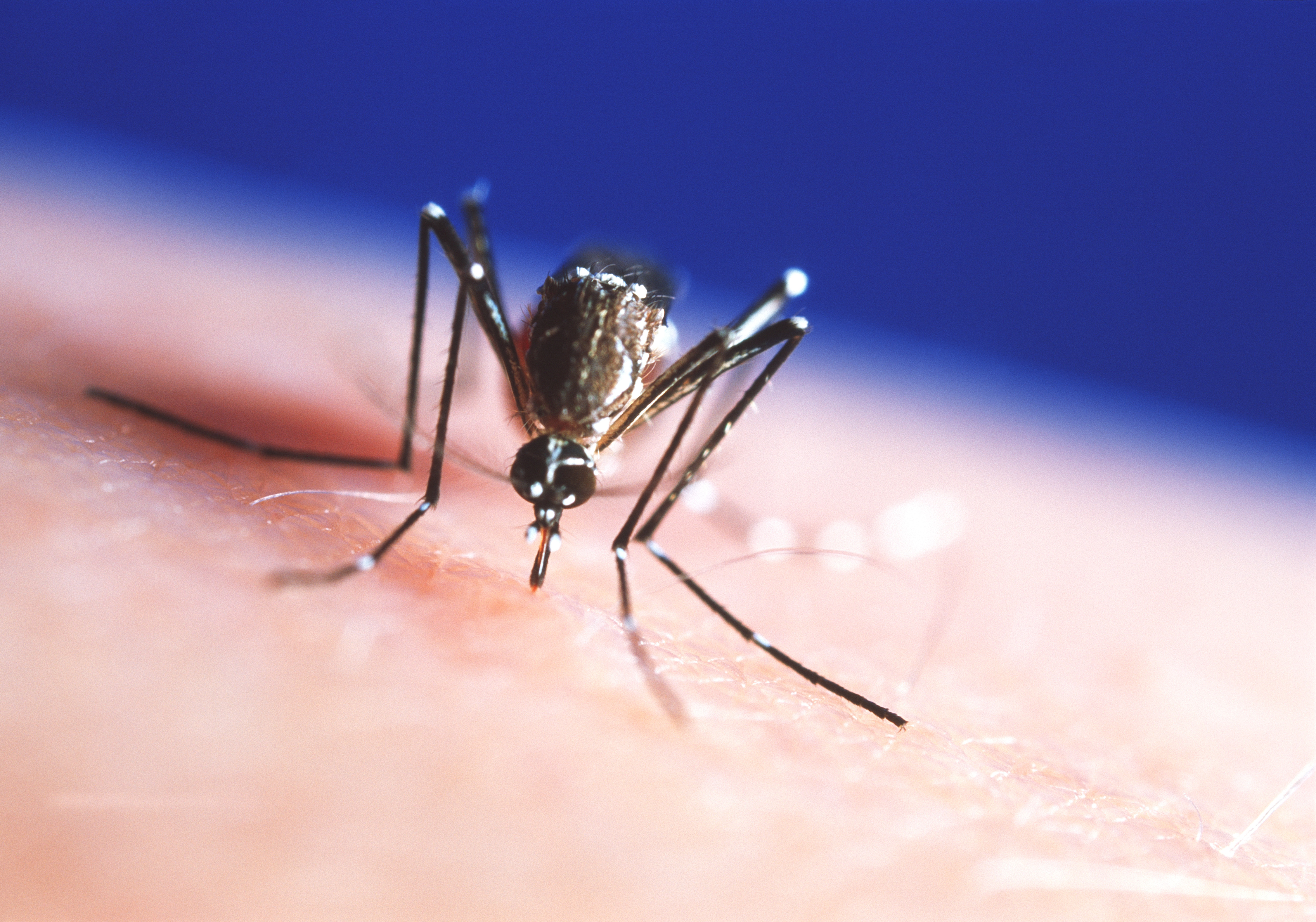 Feeding mosquito