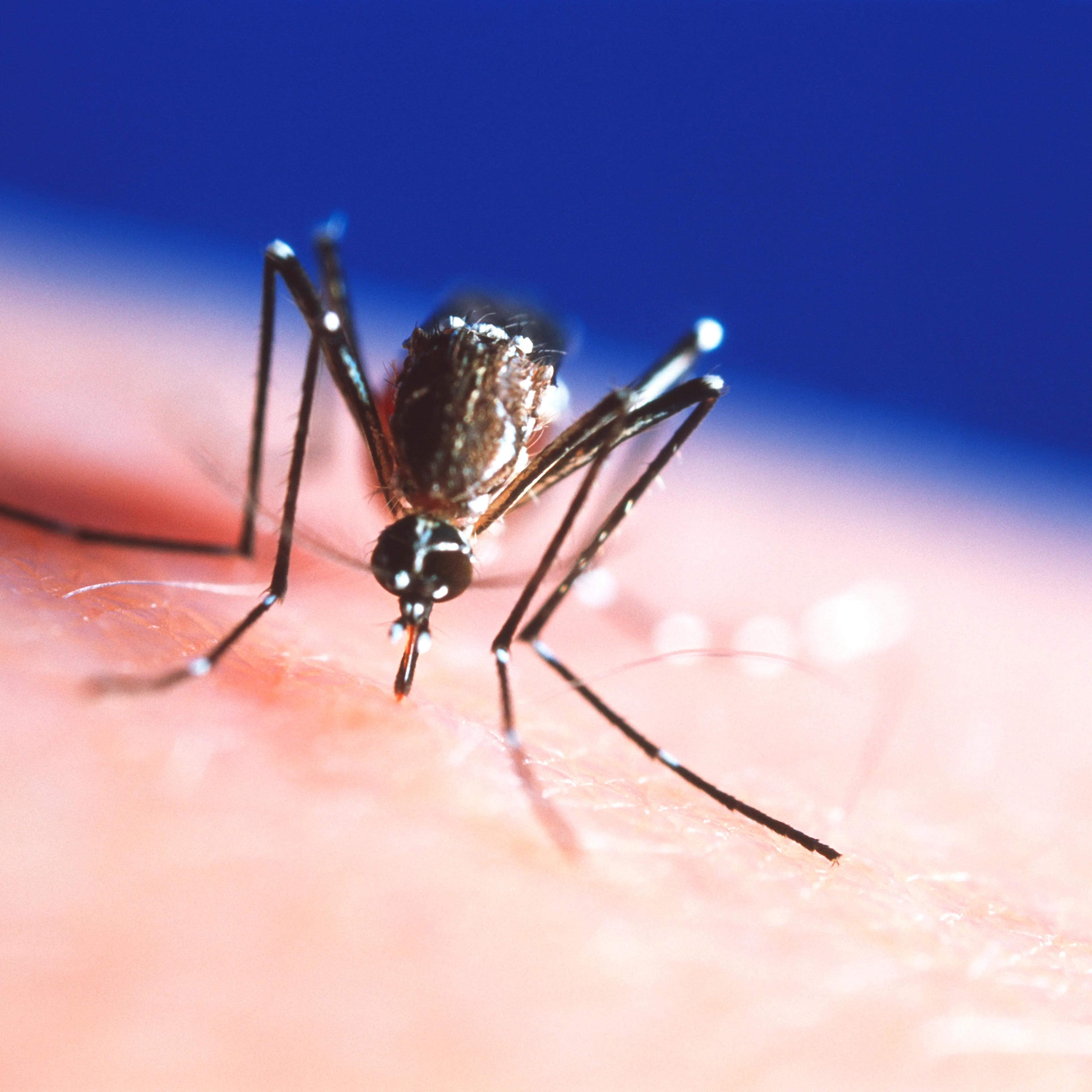 Feeding mosquito