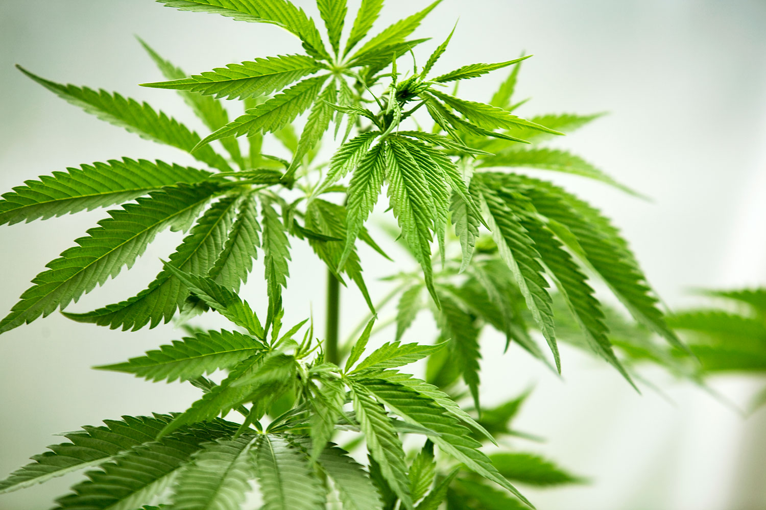 Marijuana Plant
