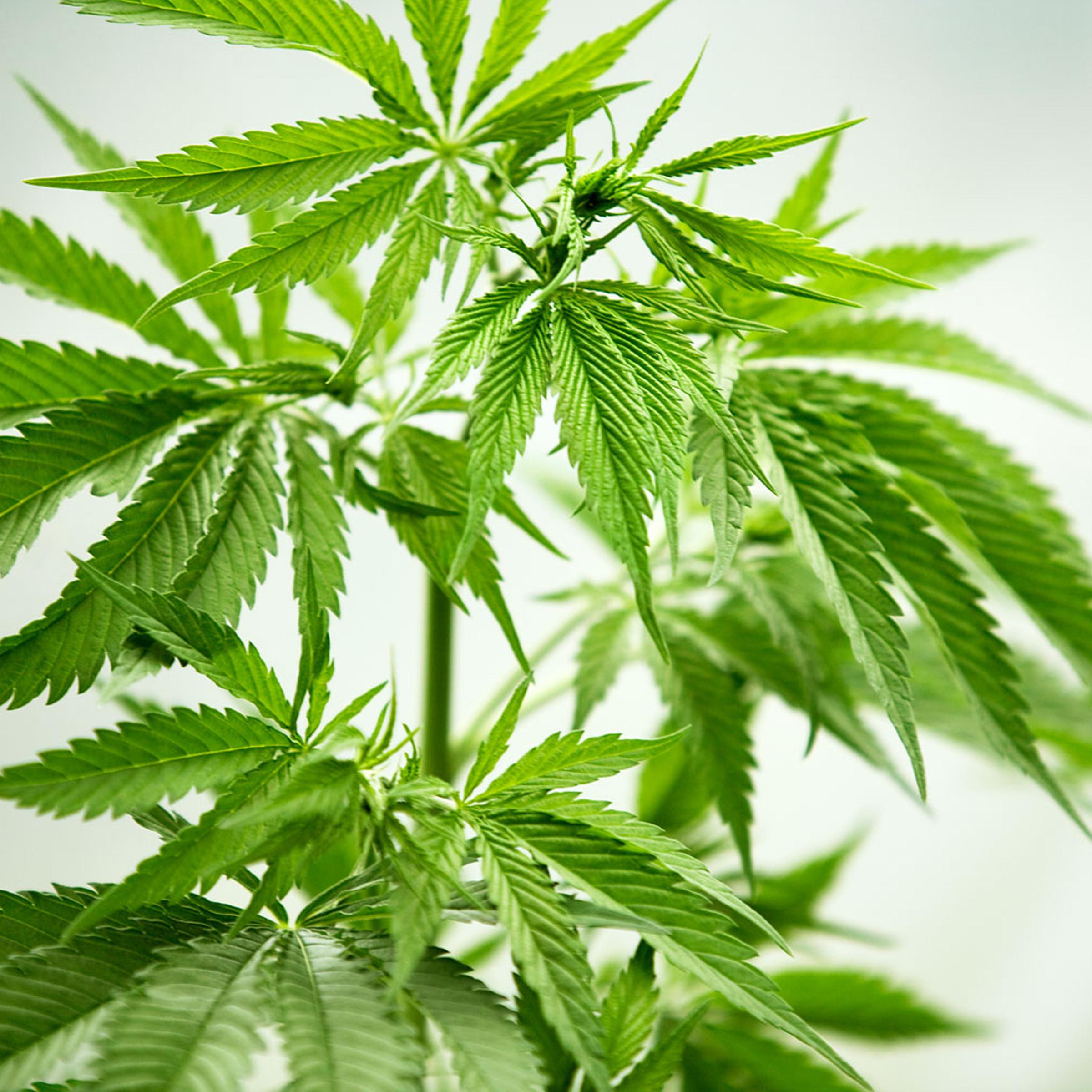 Marijuana Plant
