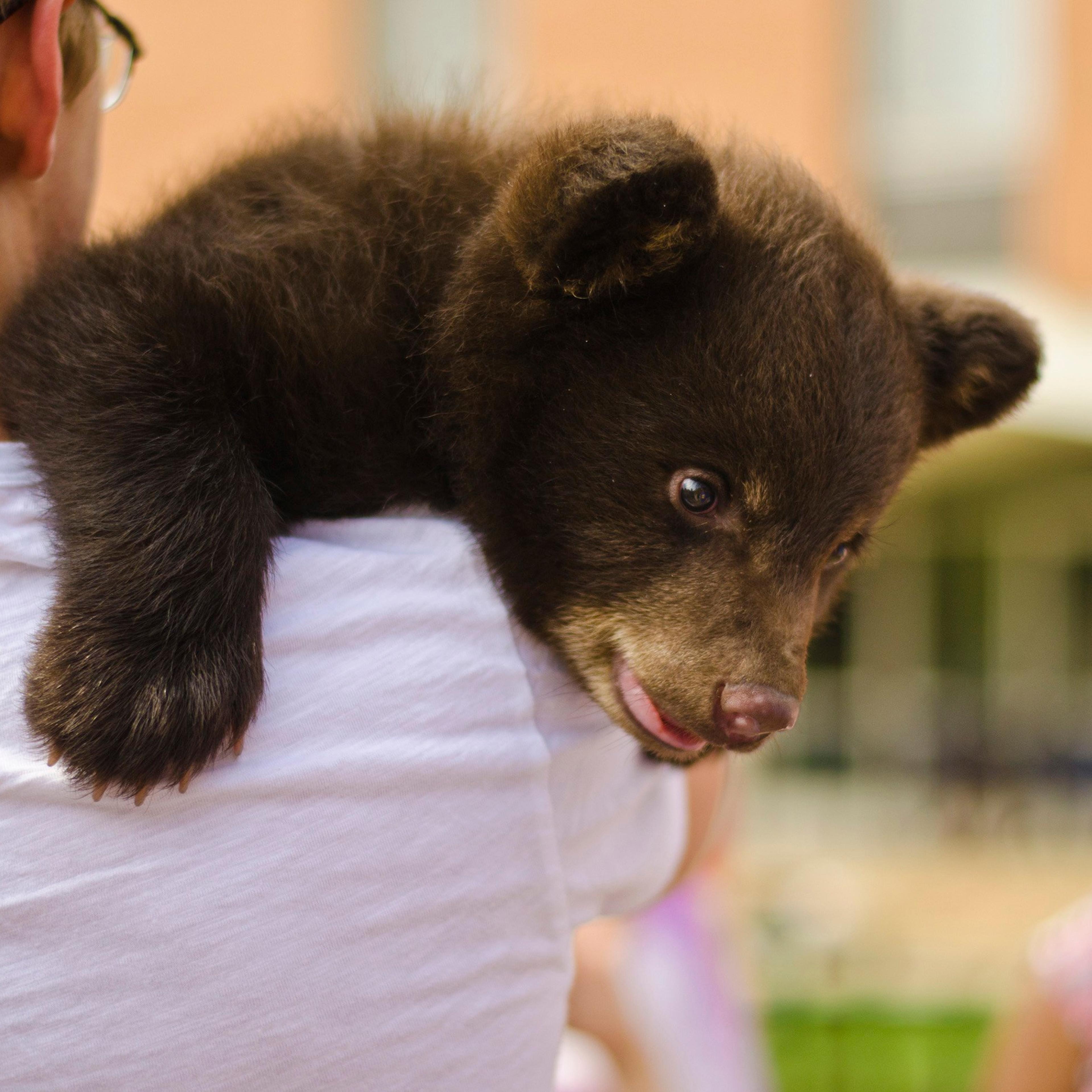 Handout picture of a two-month-old bear cub named Boo Boo held by a student at Washington University in St. Louis