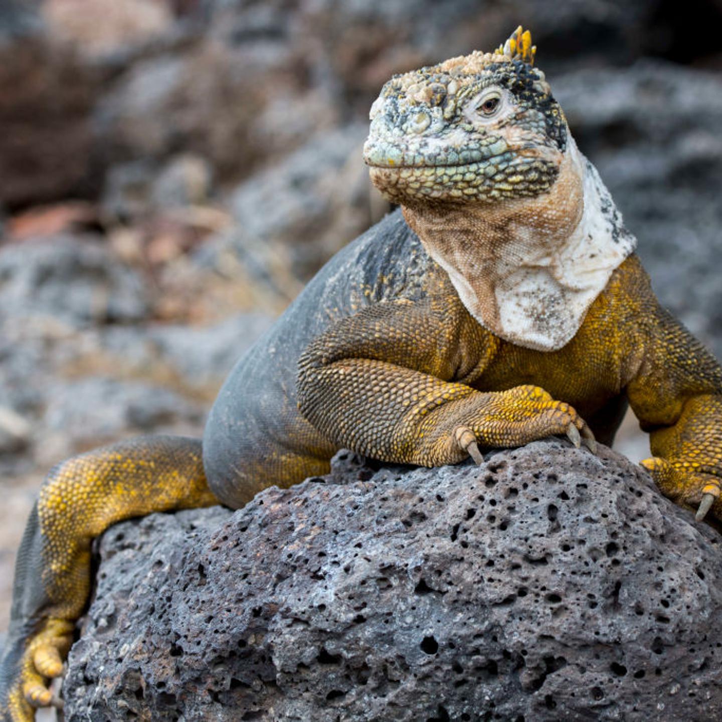 A Galapagos land iguana (Conolophus subcristatus) on South