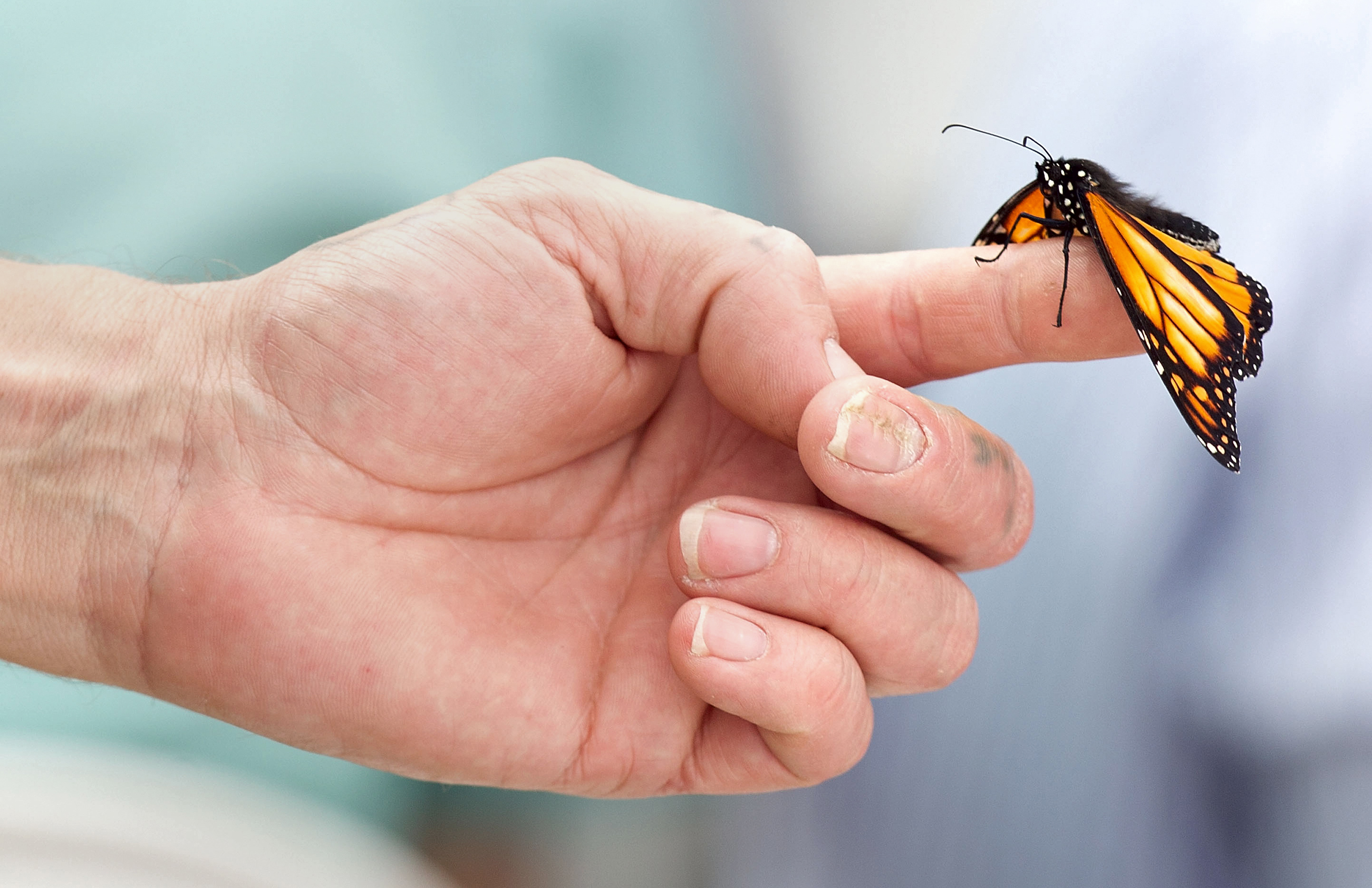 One of the 185 Monarch butterflies symbo