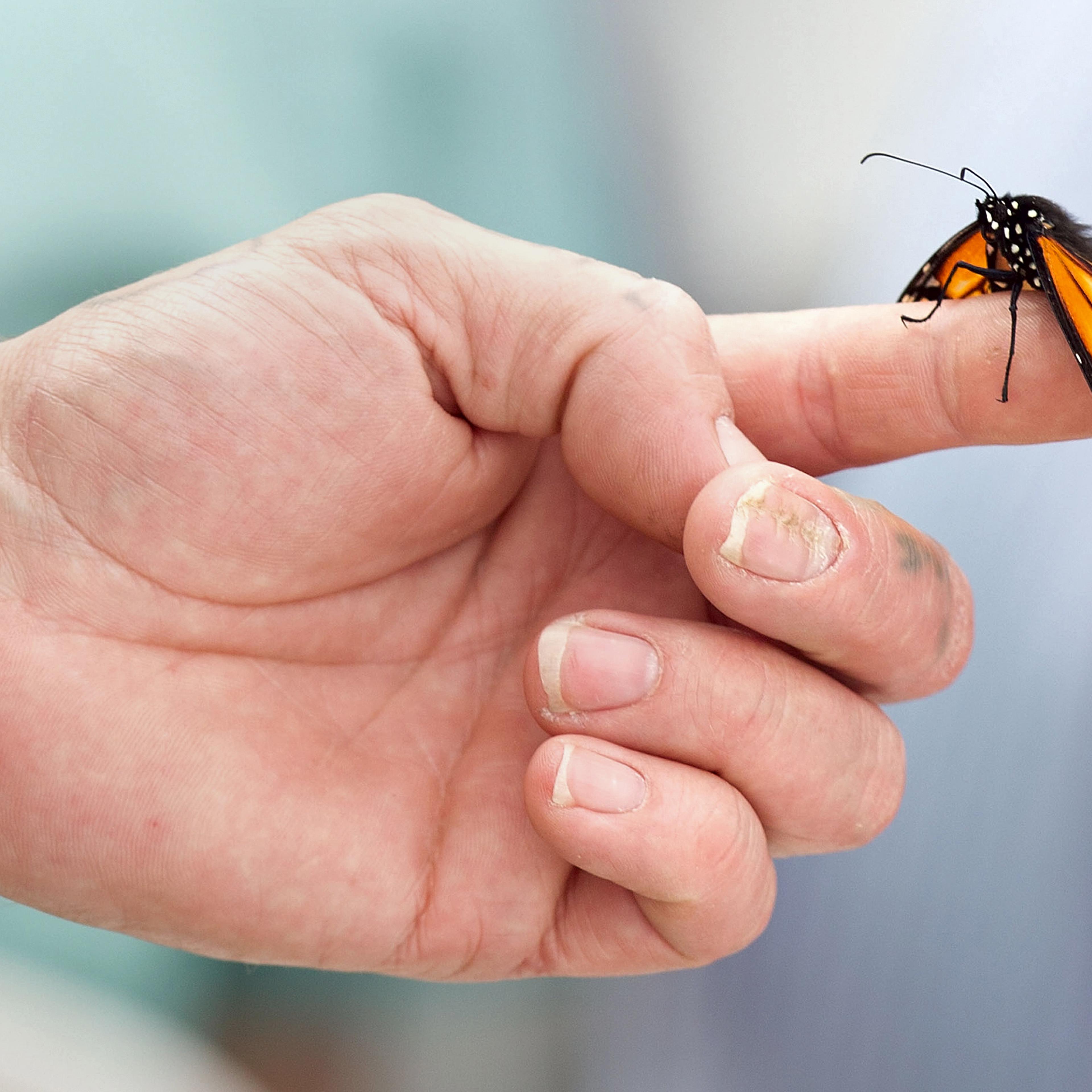 One of the 185 Monarch butterflies symbo