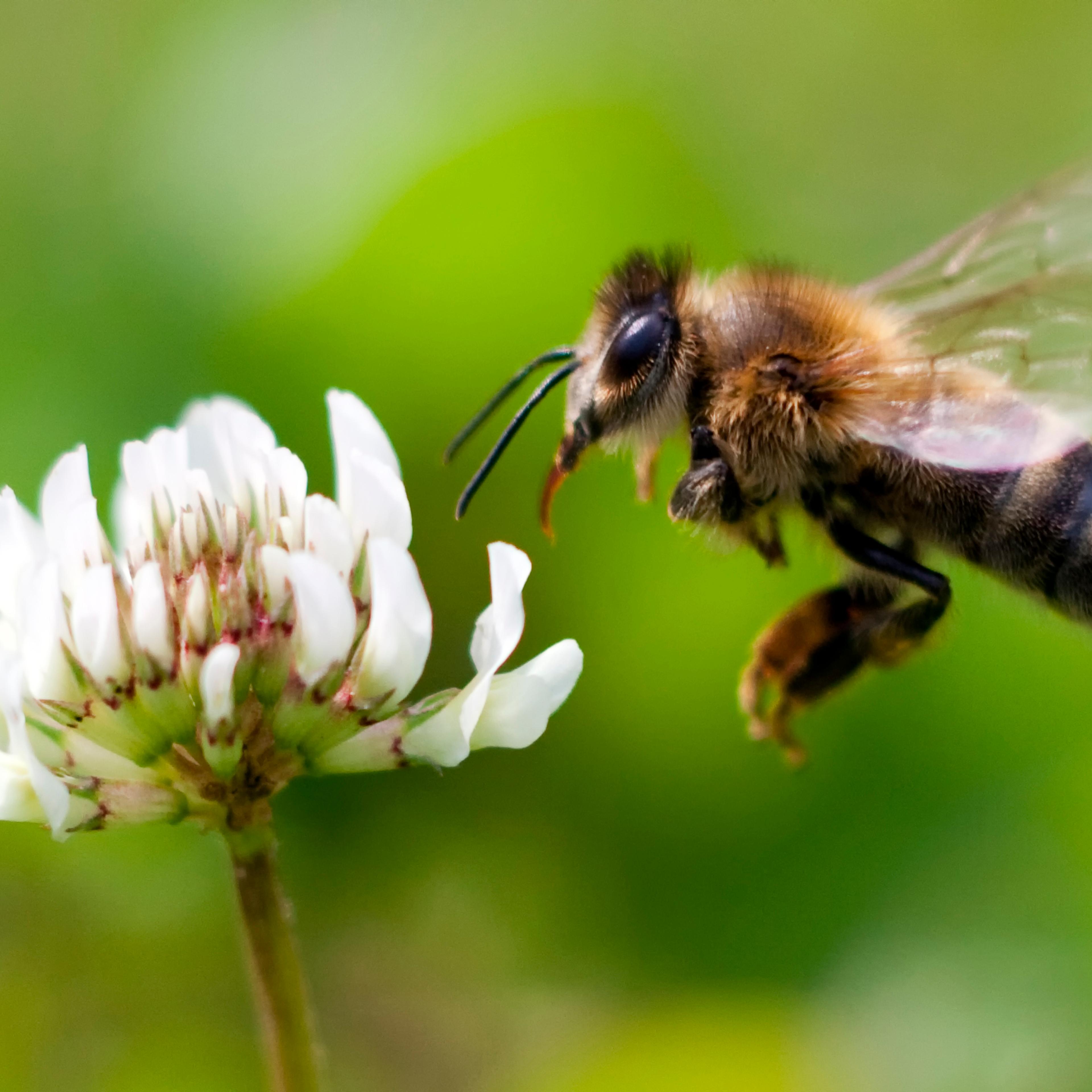 Honey Bee in Flight