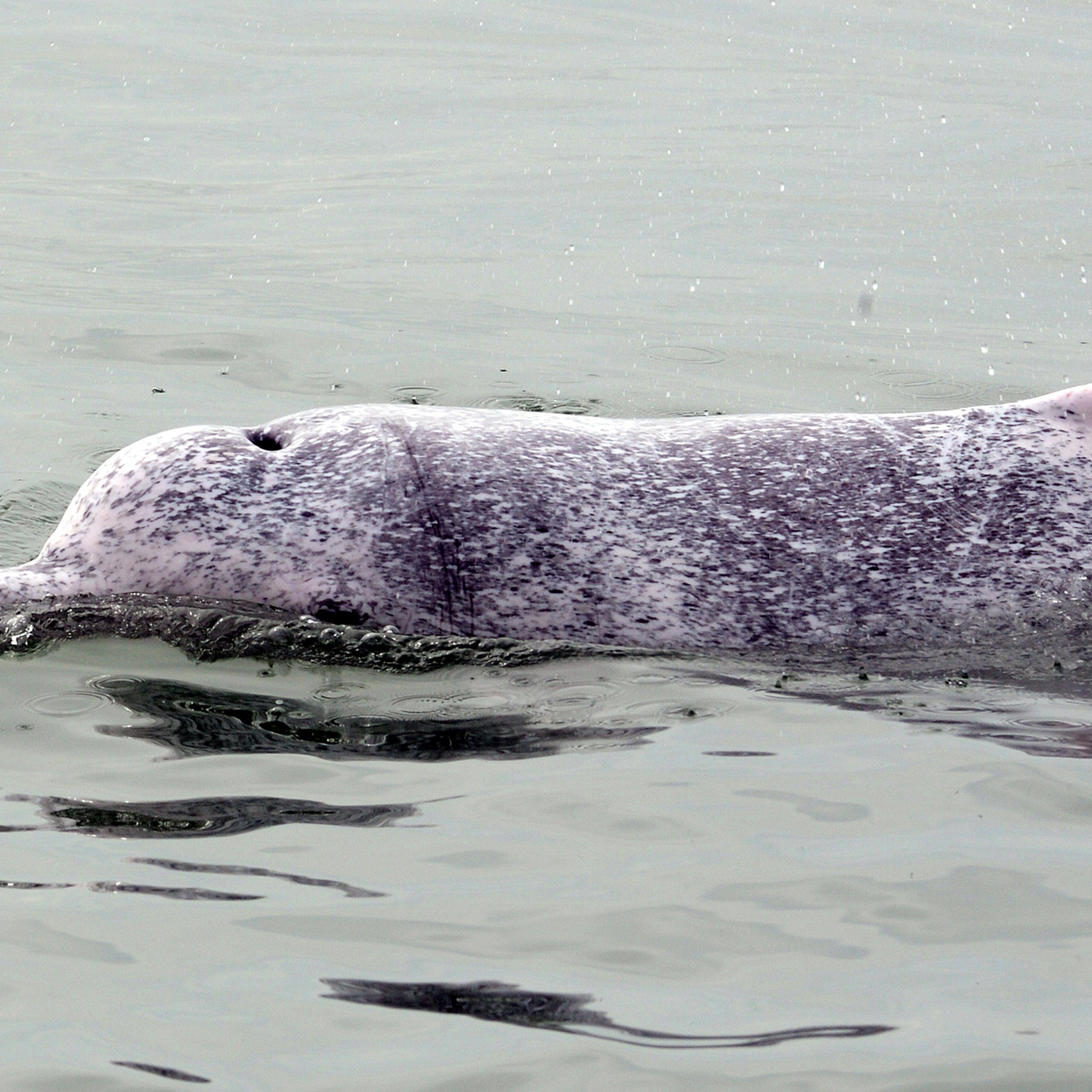 HONG KONG-CONSERVATION-ENVIRONMENT-ANIMAL-DOLPHIN