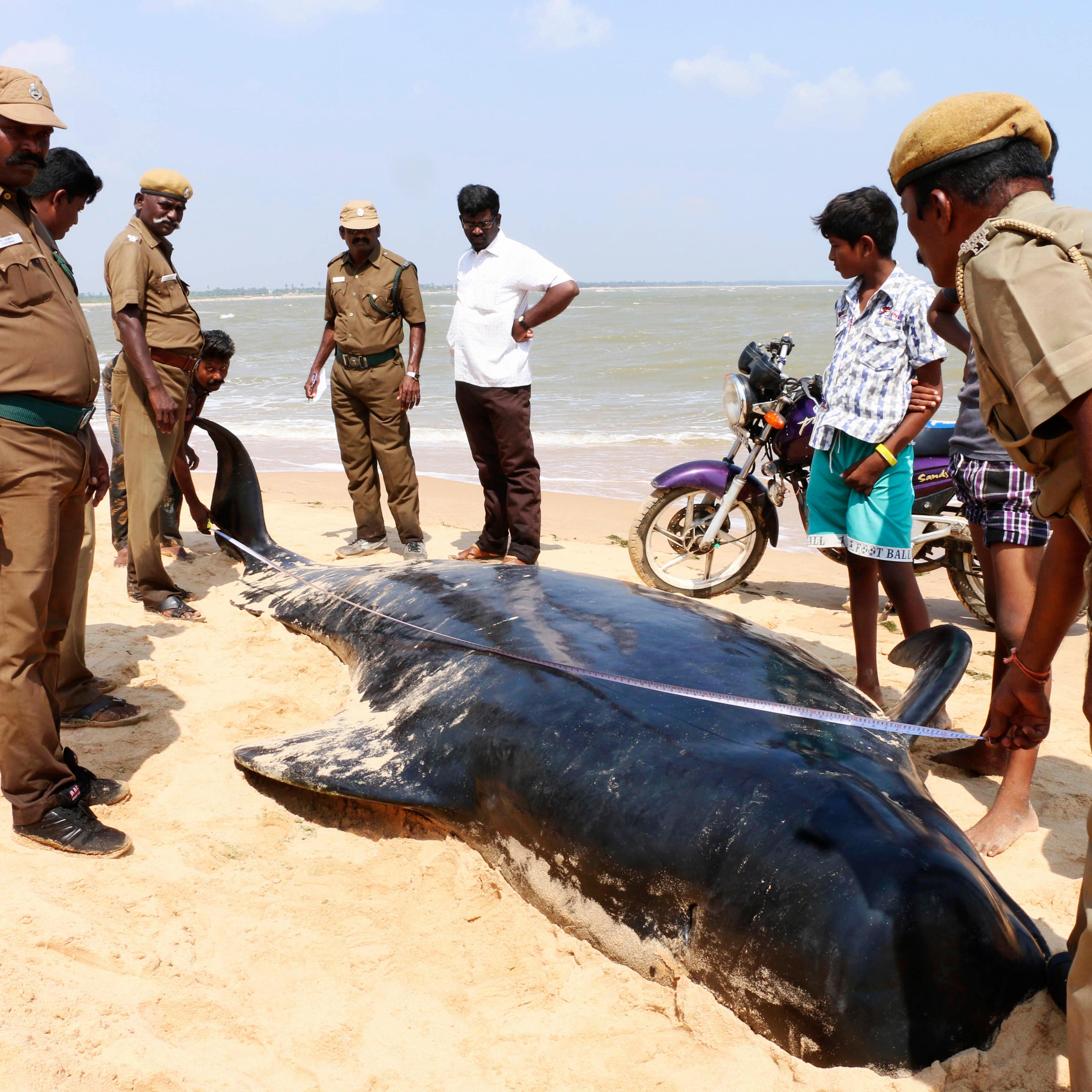 Indian wildlife officials measure one among the dozens of whales that have washed ashore on the Bay of Bengal coast's Manapad beach in Tuticorin district, Tamil Nadu state, India on Tuesday, Jan.12, 2016.