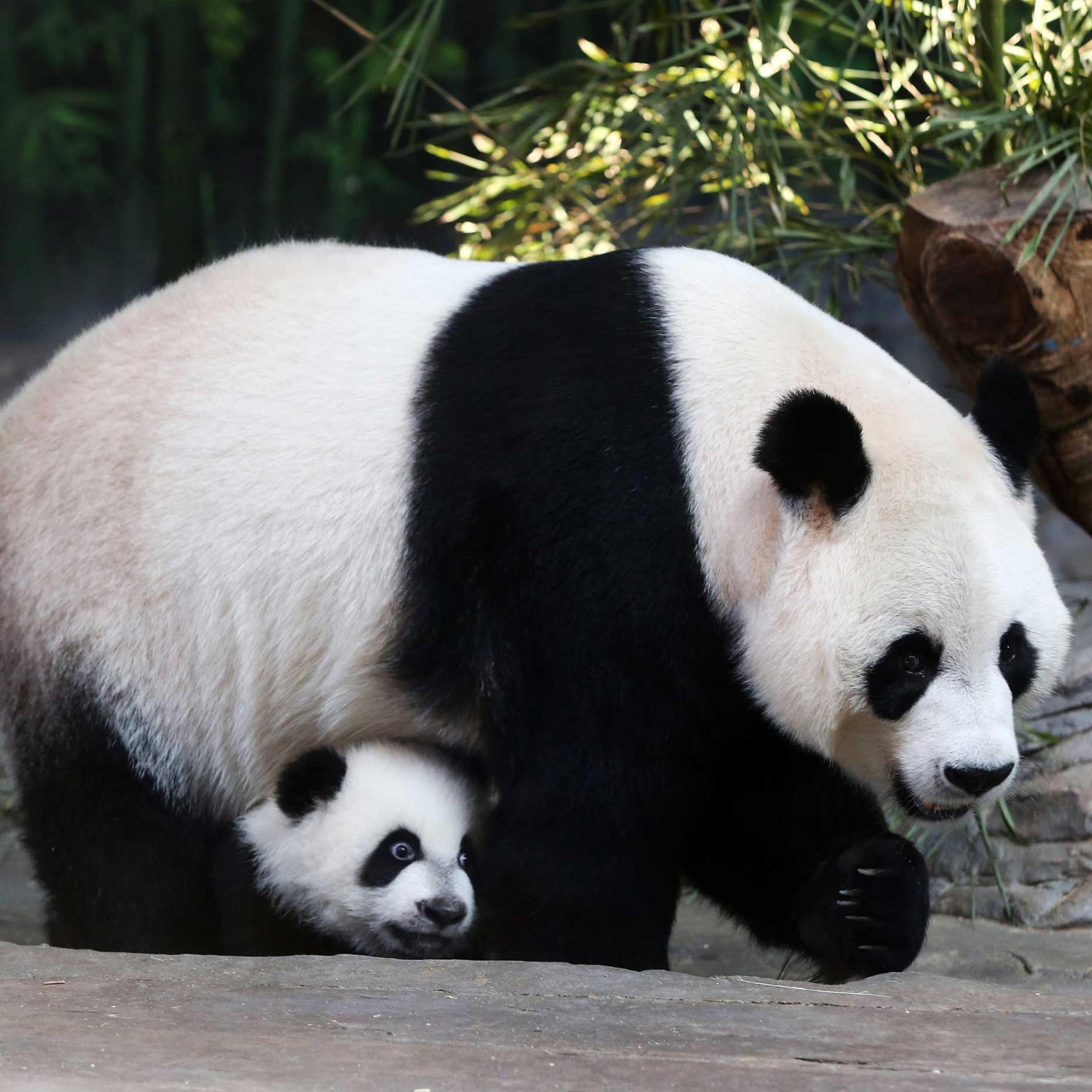 Mother giant panda Juxiao is seen with one of her triplets at Chimelong Safari Park in Guangzhou, Guangdong province