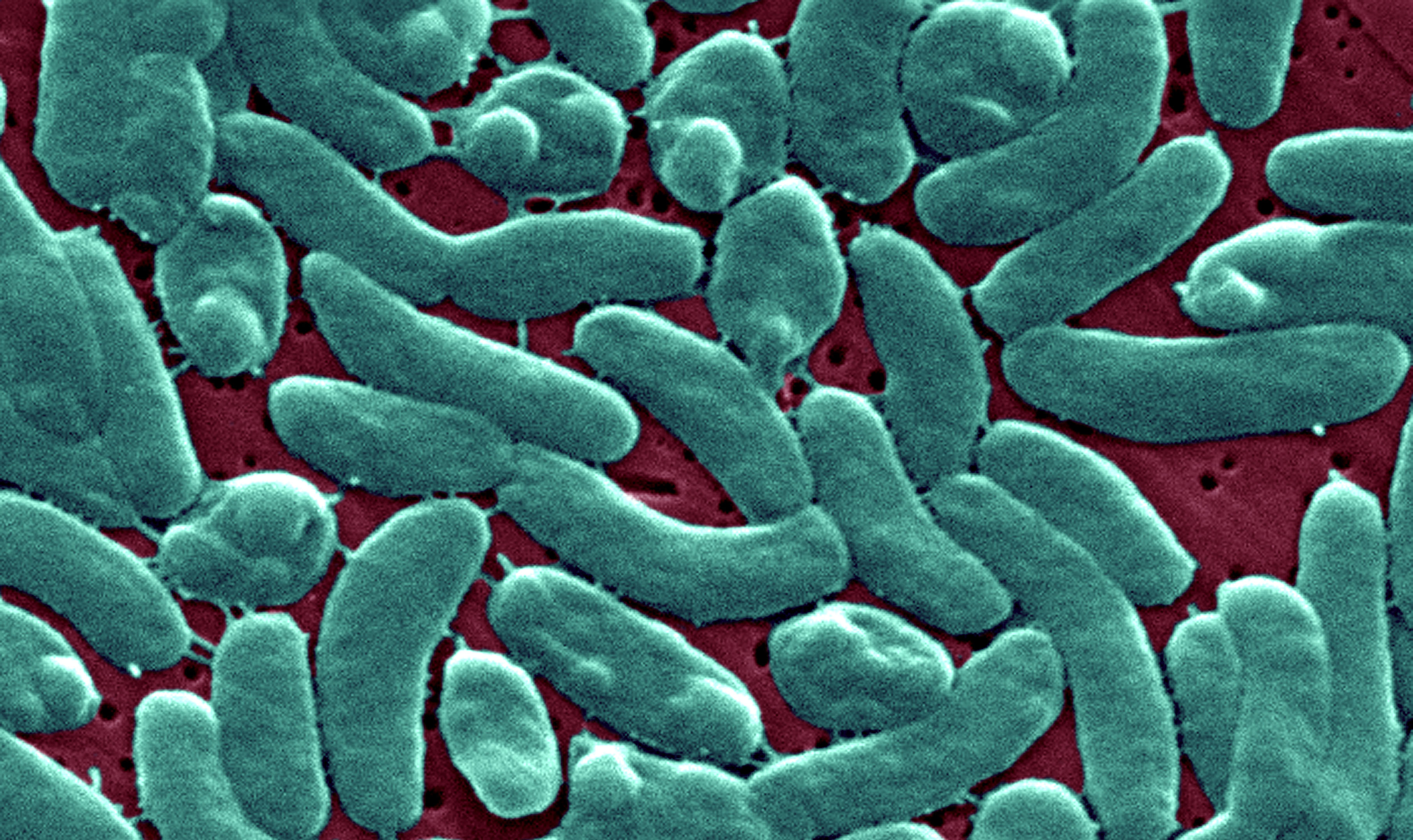 Vibrio Vulnificus