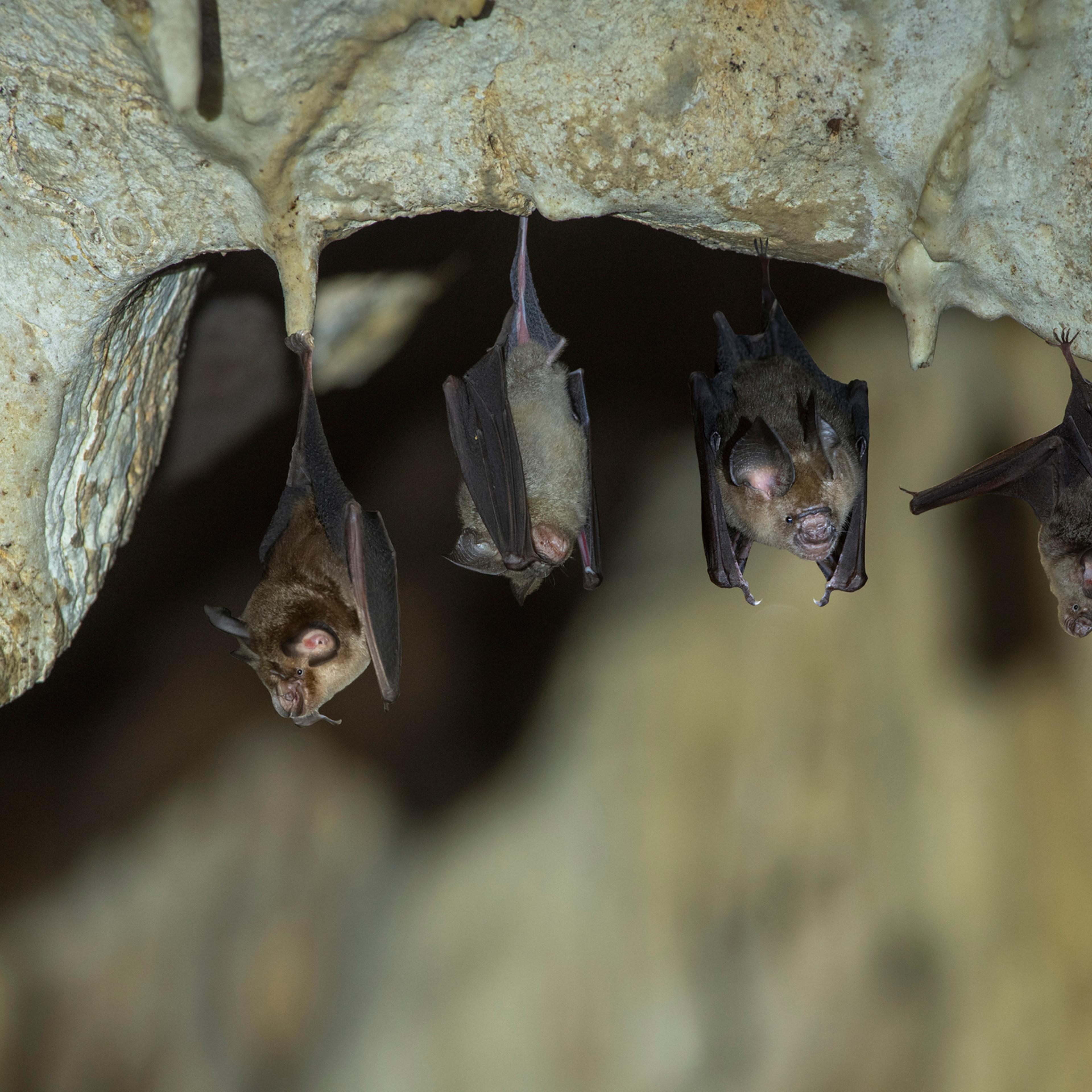 Bats hanging in a dark cave