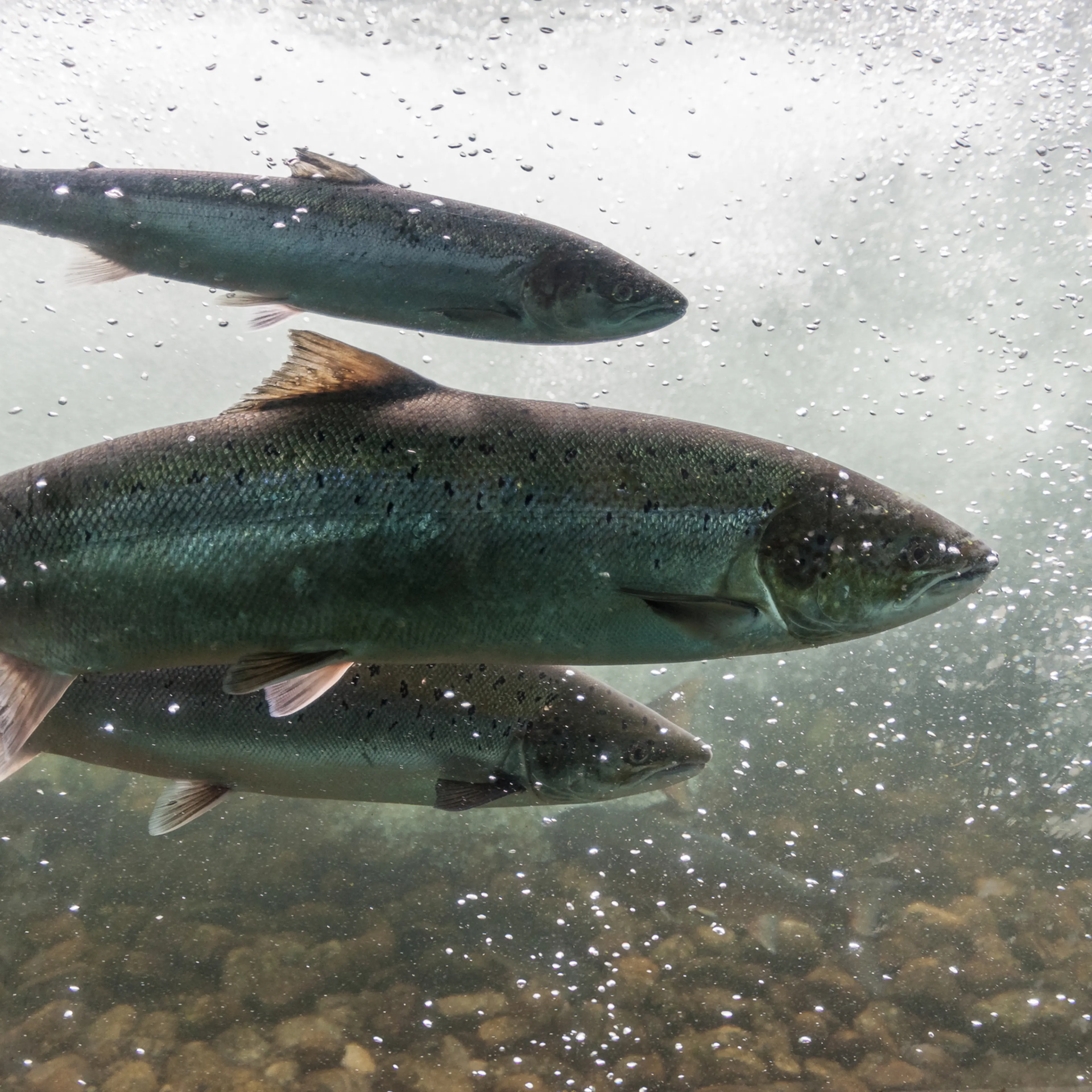 Atlantic salmon swimming against the river current.