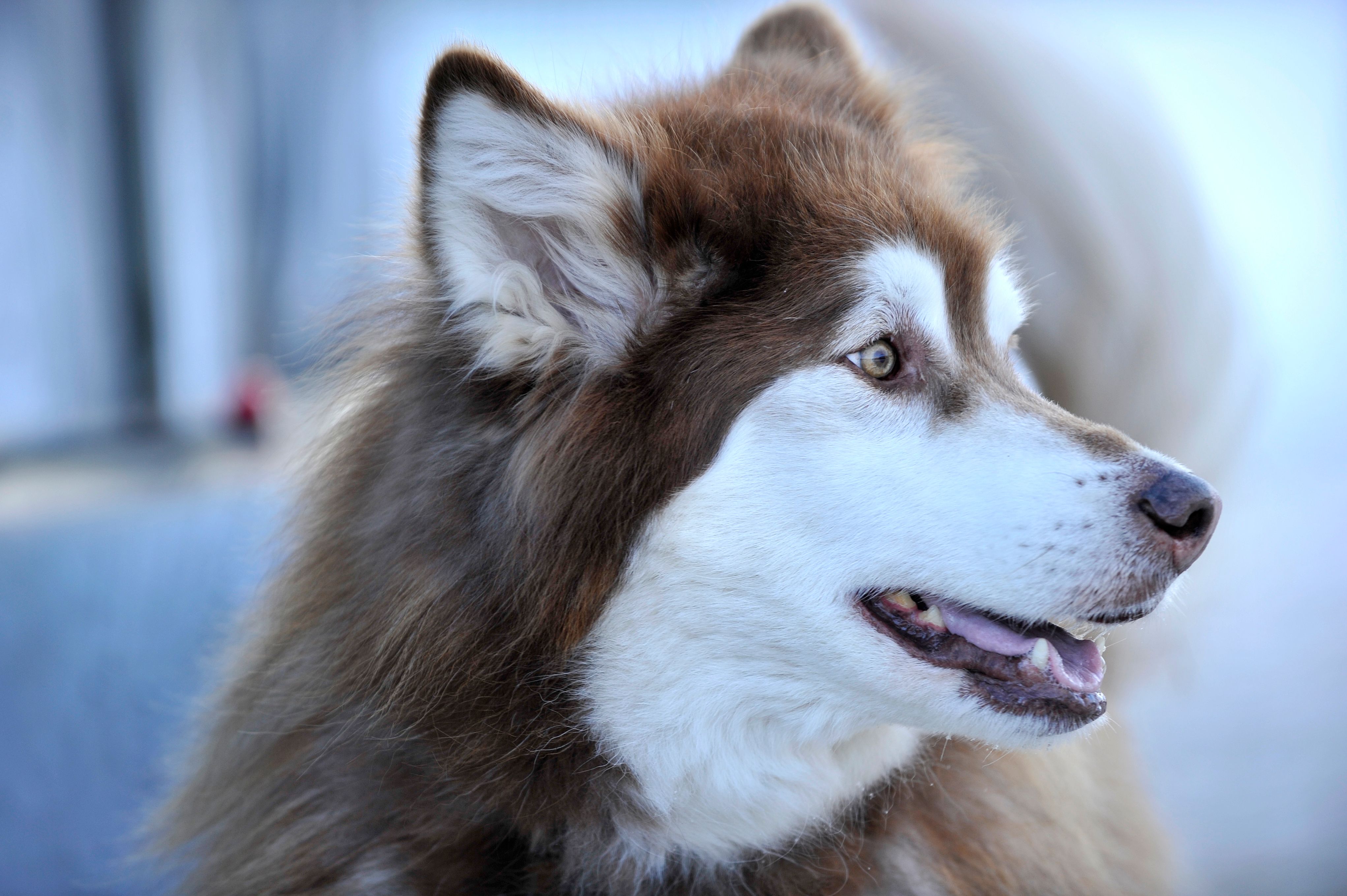 US-ANIMAL-DOG-SLED-RACE