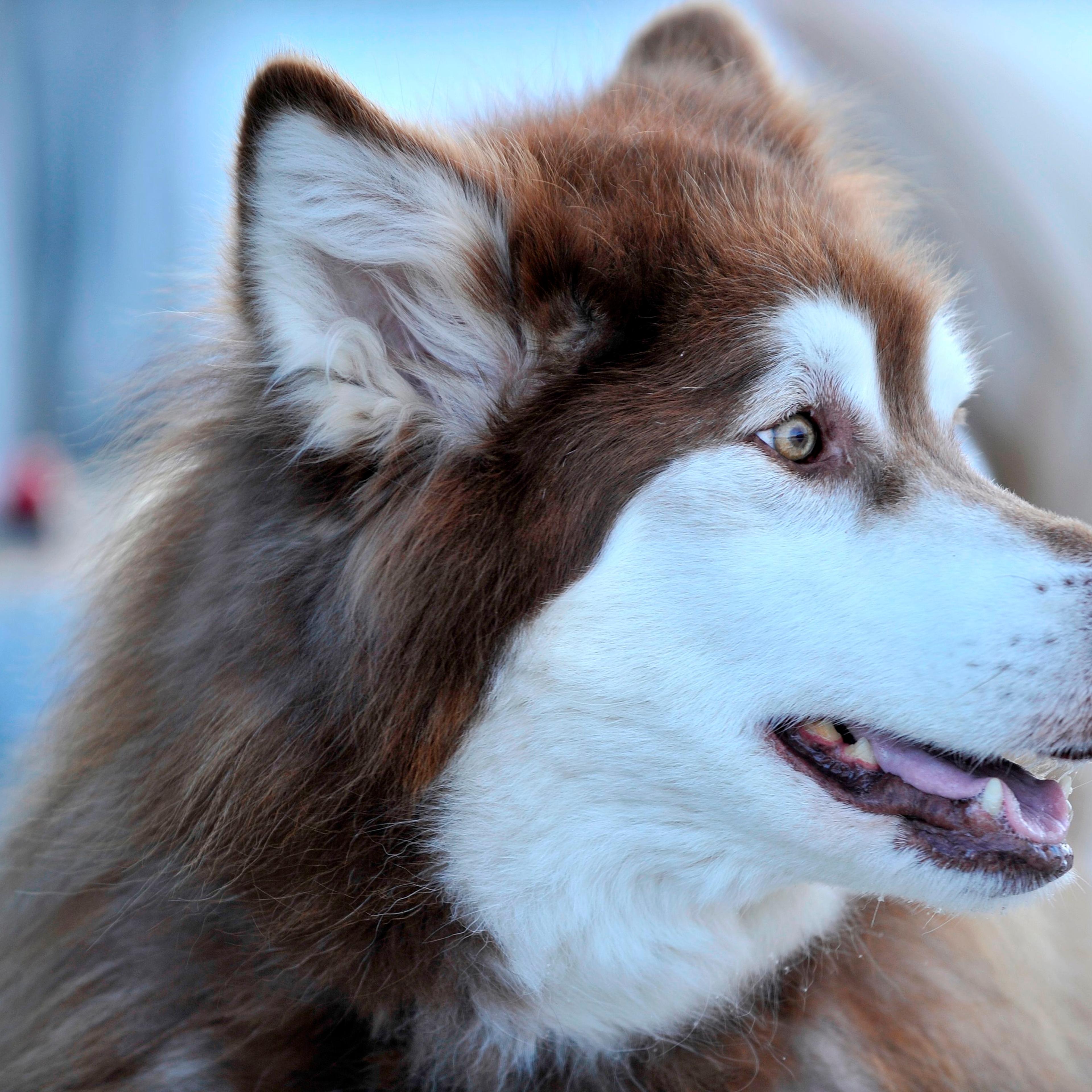 US-ANIMAL-DOG-SLED-RACE