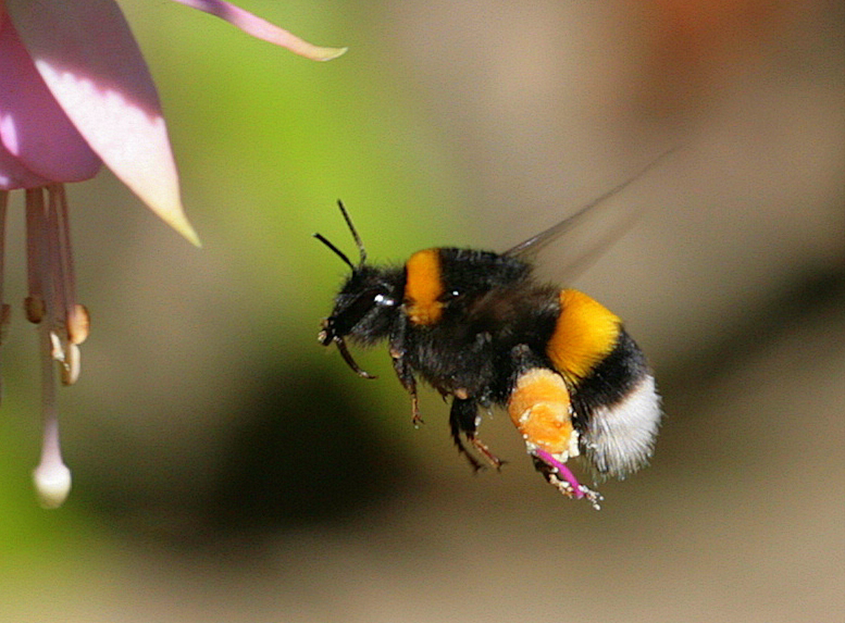 bumble bee endangered species