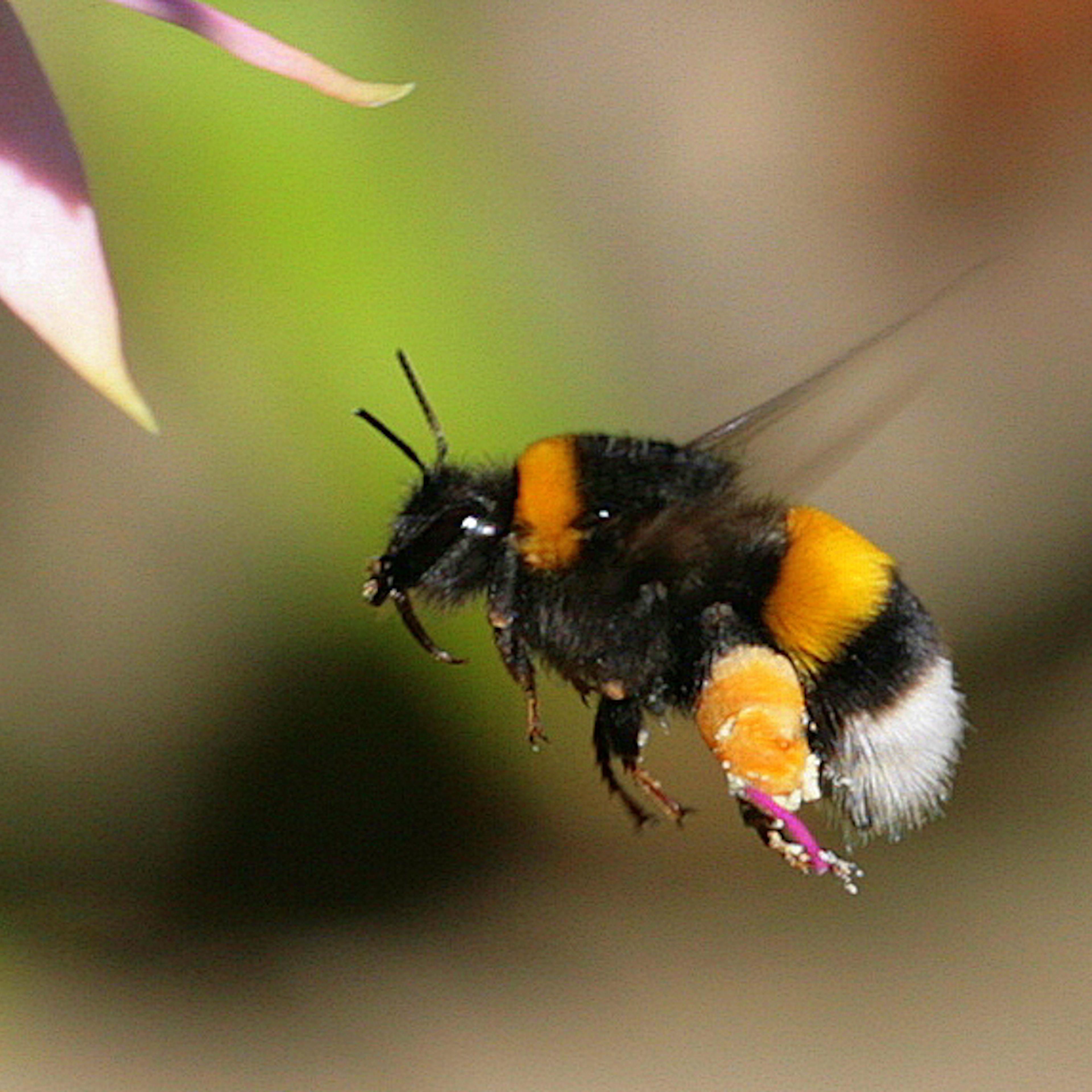 bumble bee endangered species