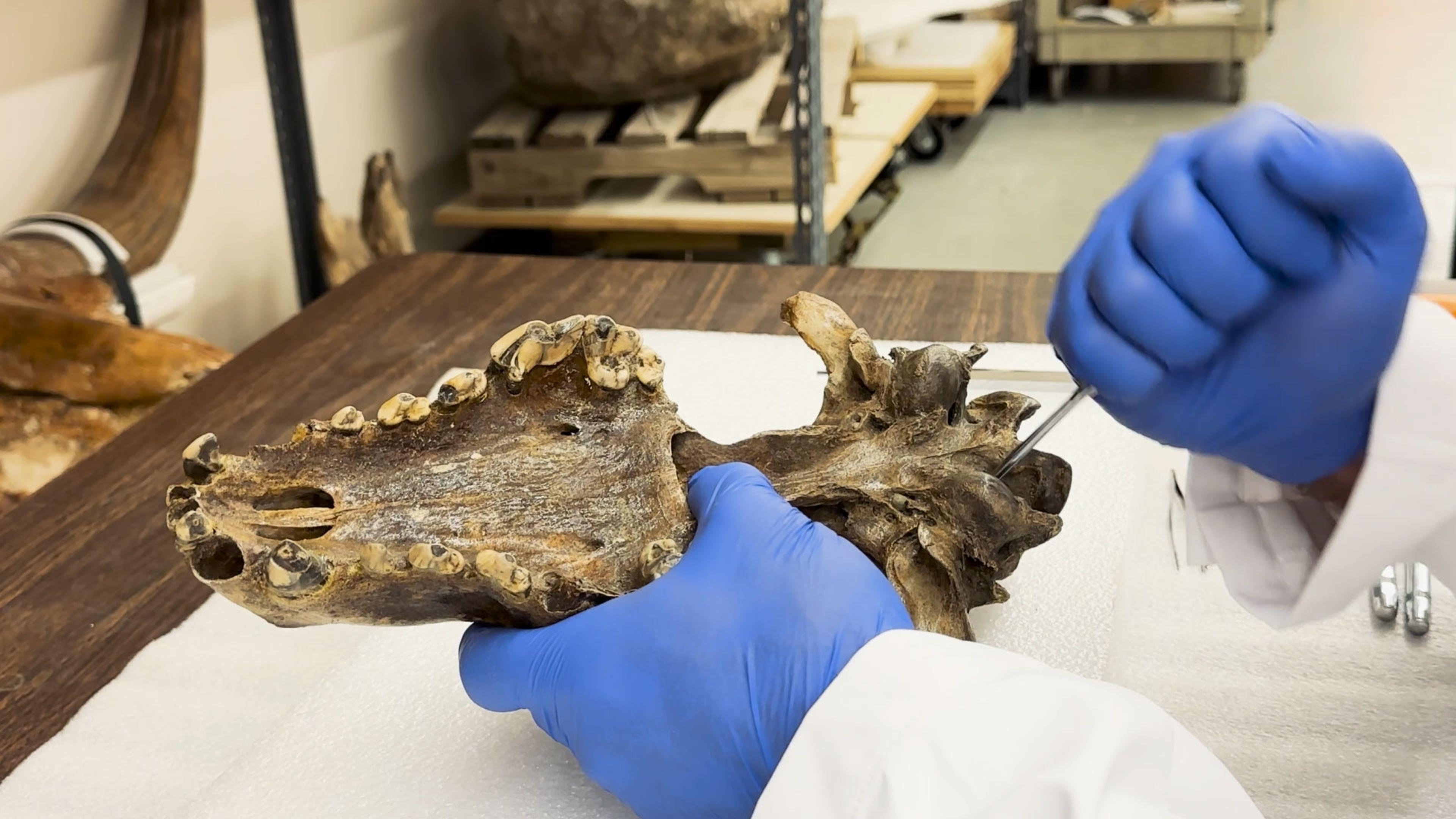 Dire wolf petrous bone ancient DNA sampling