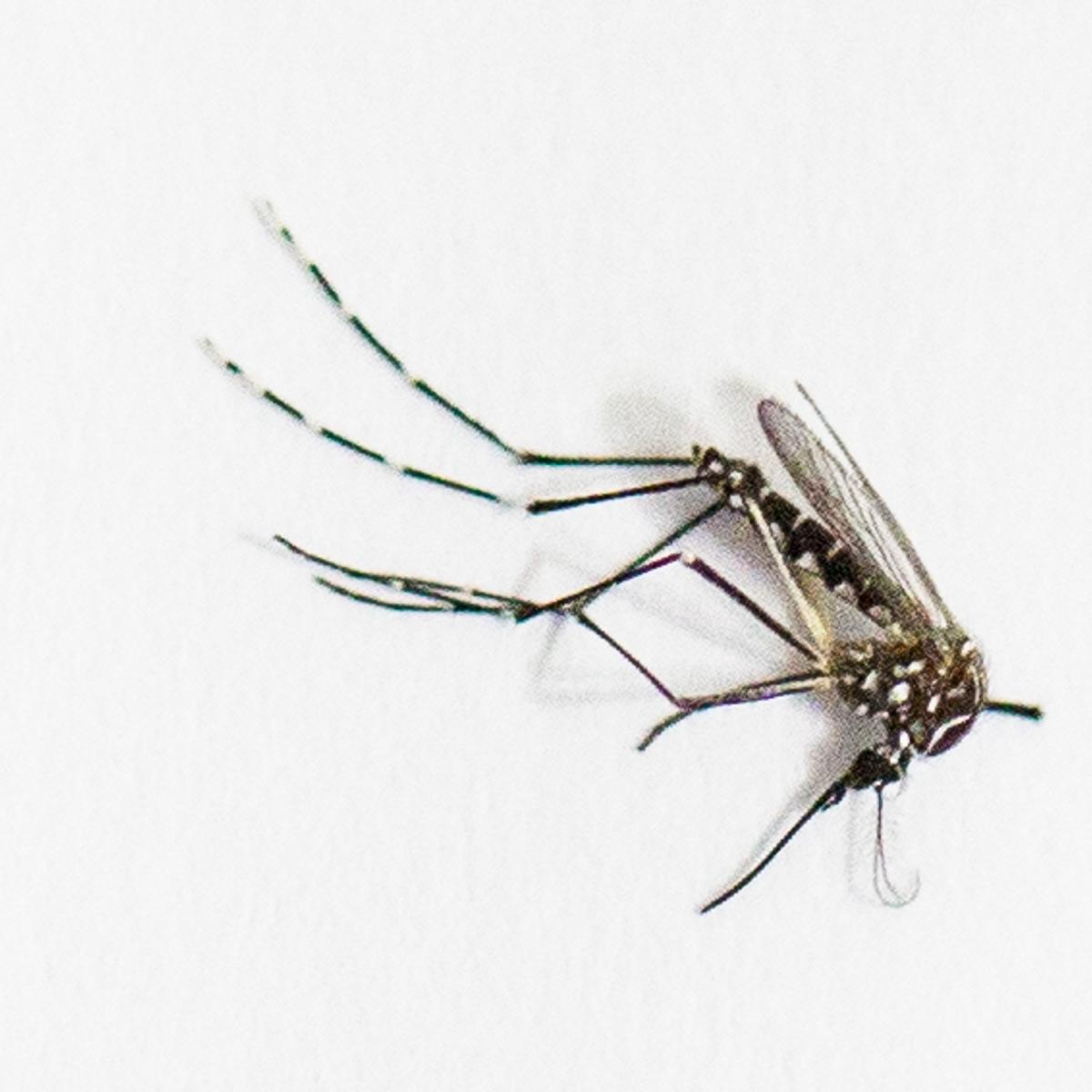 Aedes aegypti mosquito, the species which transmits the dengue virus, chikungunya fever and zika is photographed in Sao Paulo, Brazil on March 4, 2016.