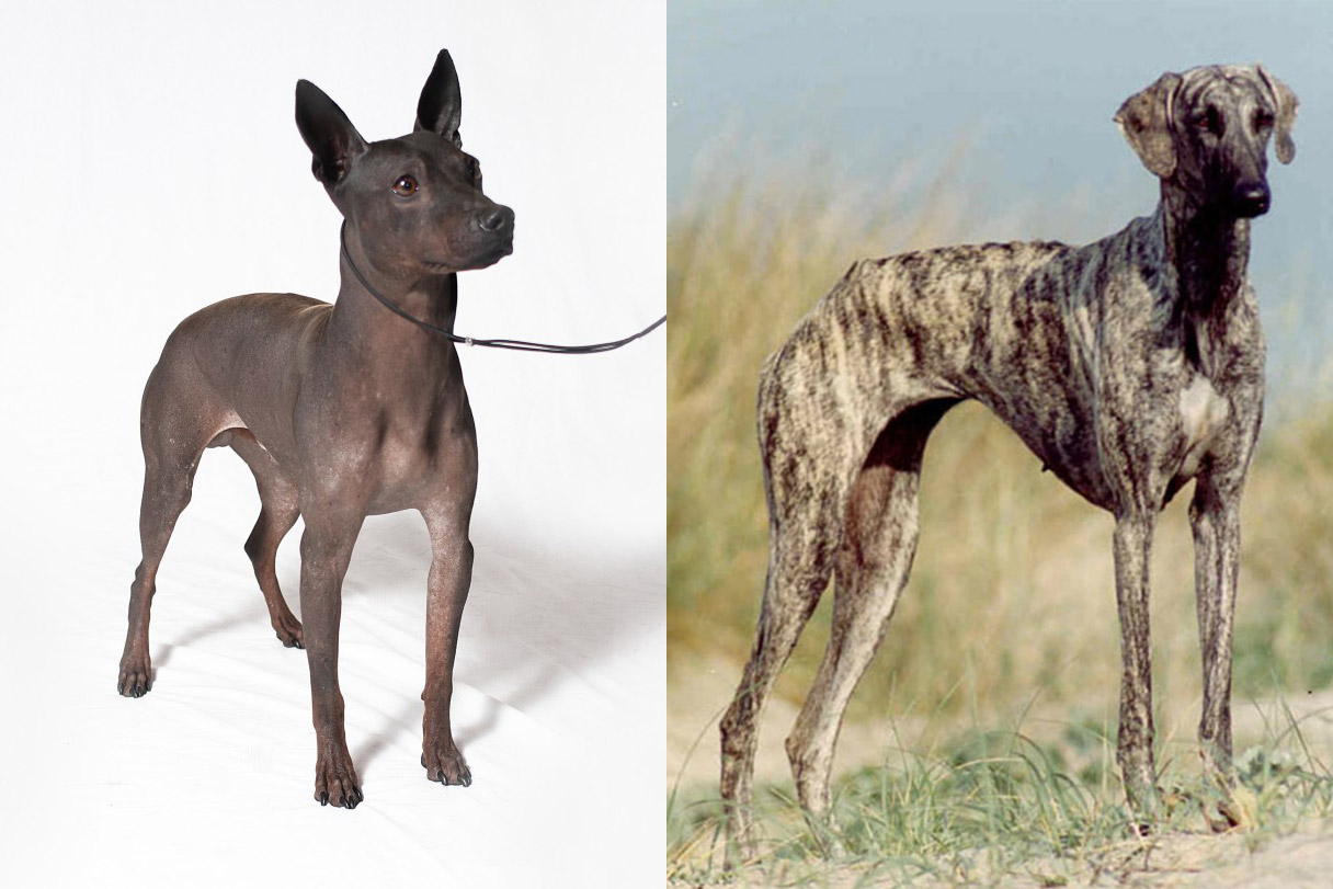 American Hairless Terrier (L); Sloughi