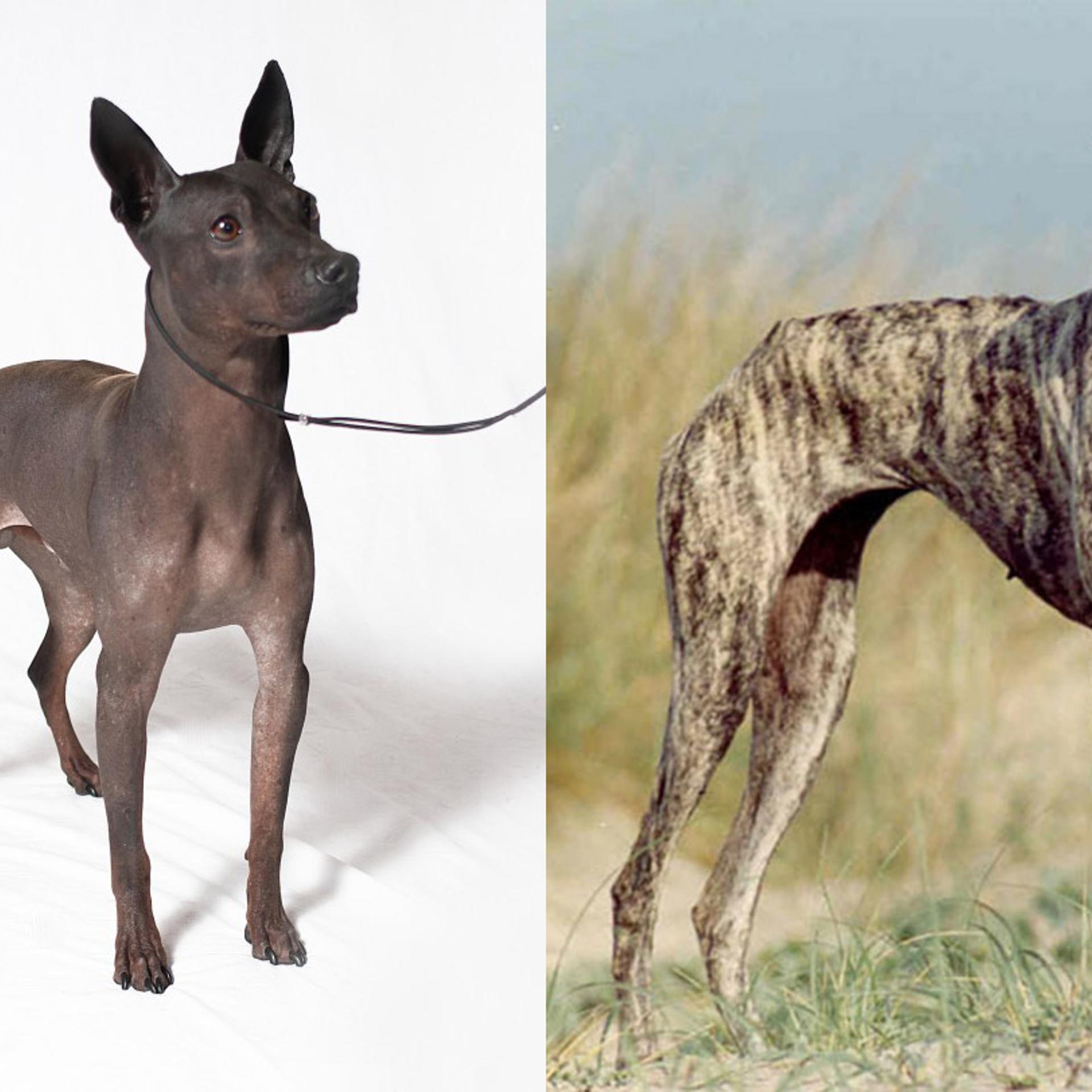 American Hairless Terrier (L); Sloughi
