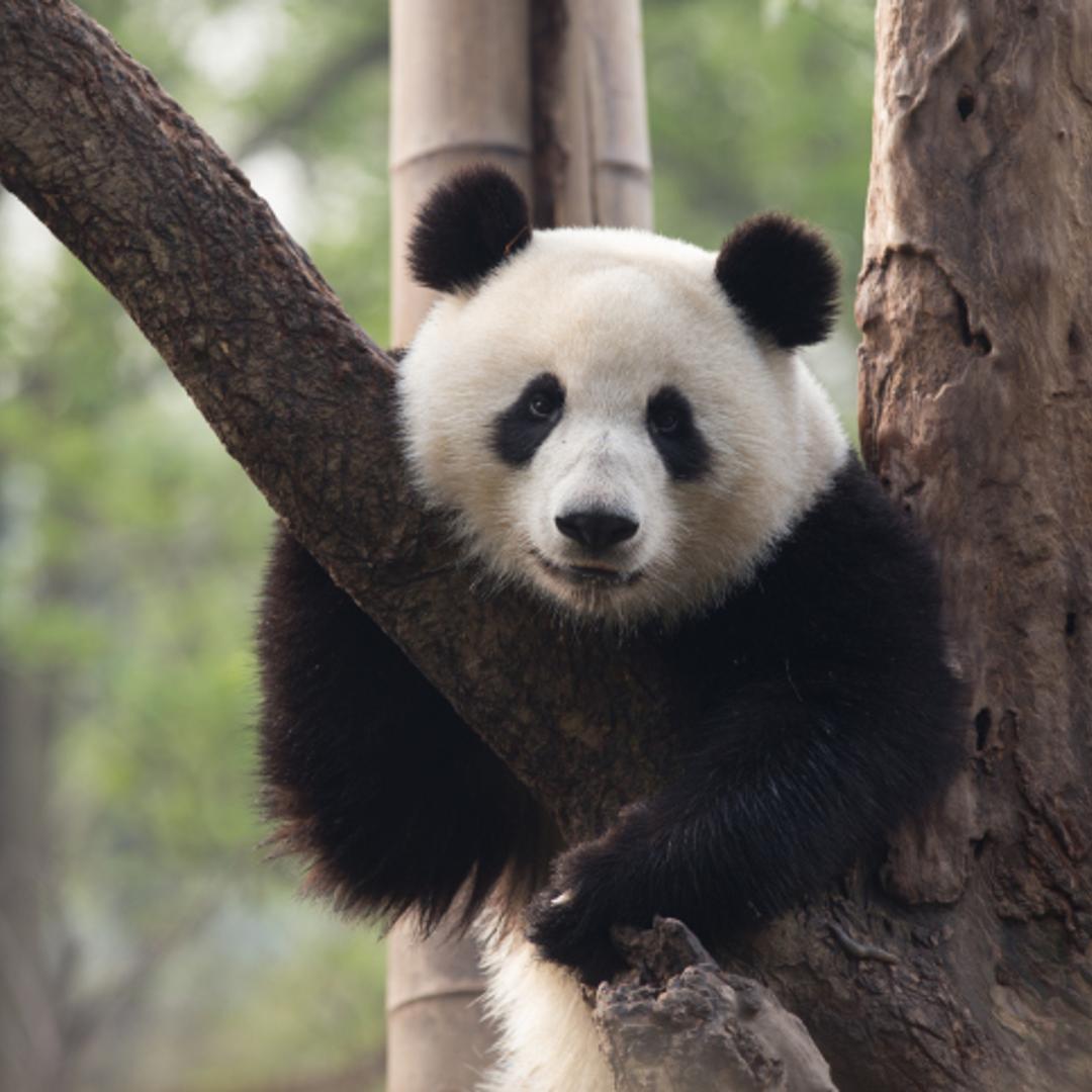 Panda resting in a tree