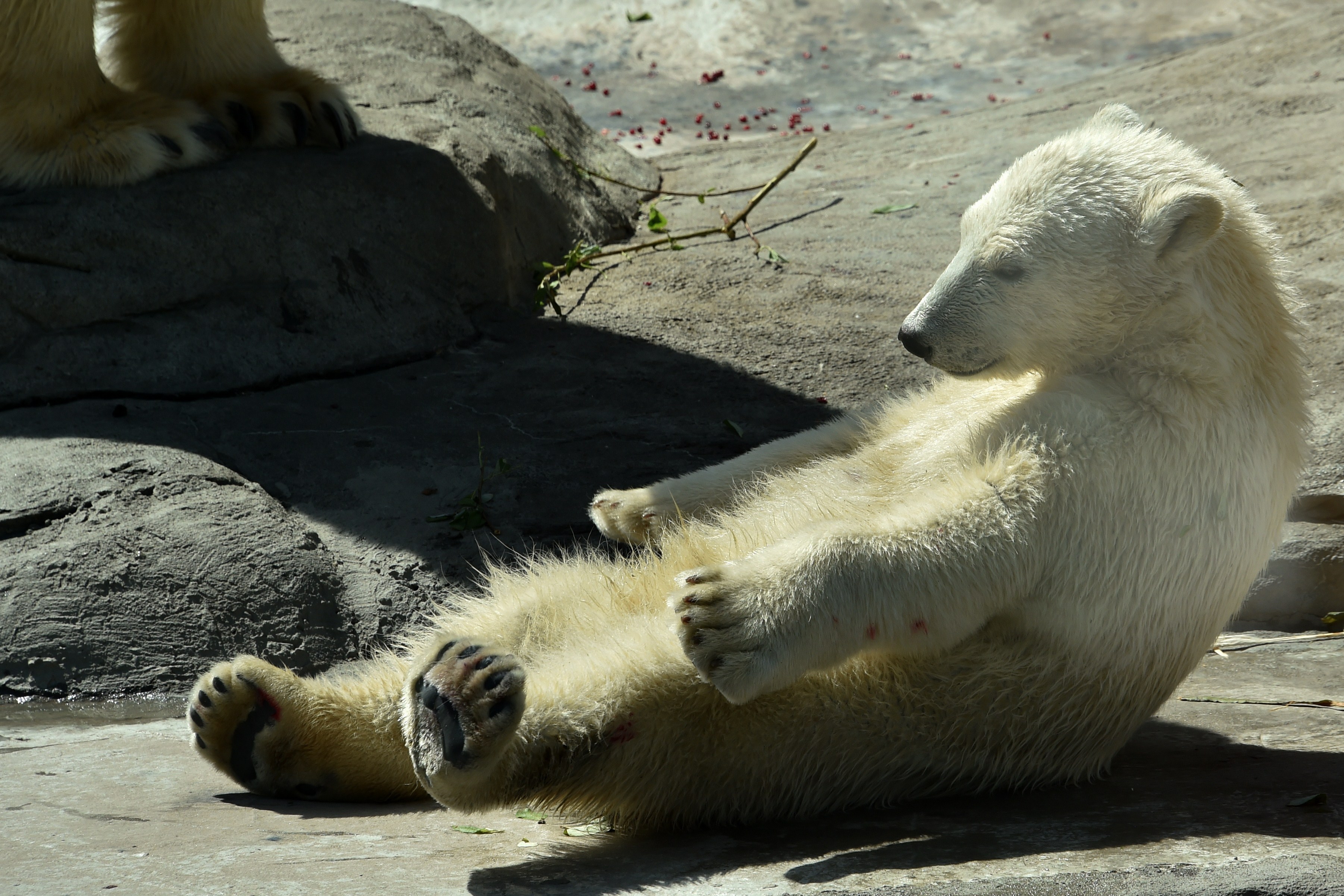 RUSSIA-HEAT-ZOO-FEATURE