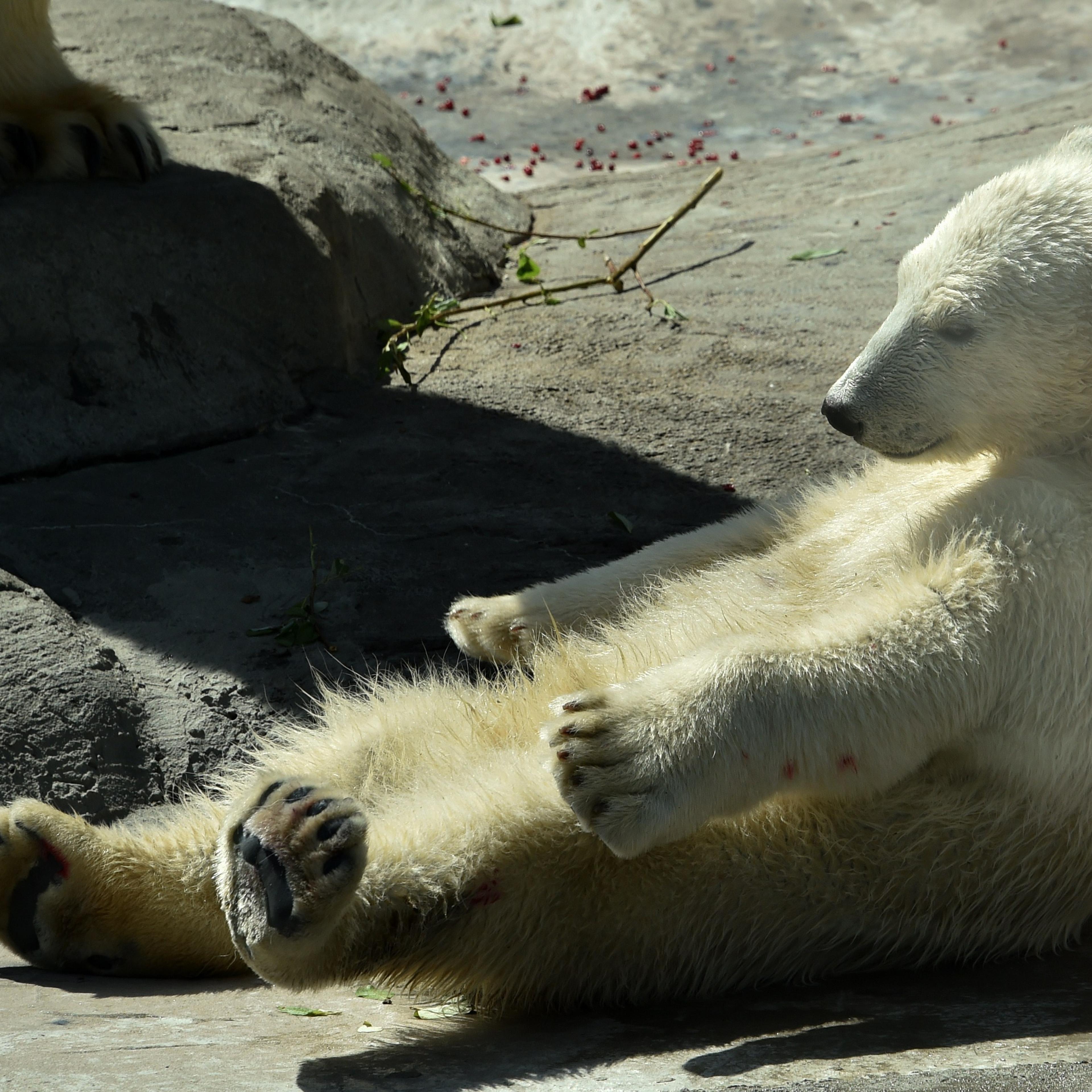 RUSSIA-HEAT-ZOO-FEATURE
