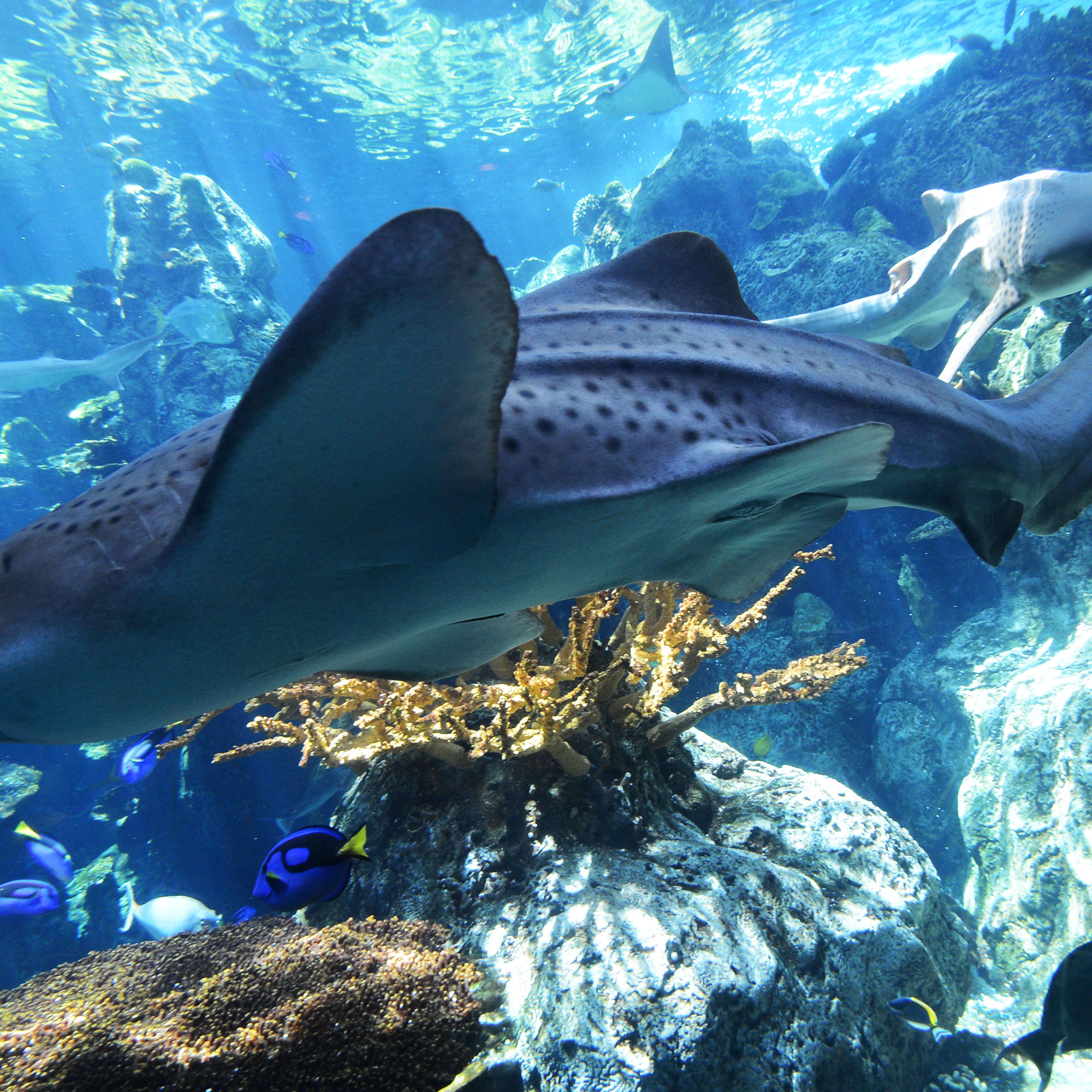 Zebra shark swims at the Aquarium of the