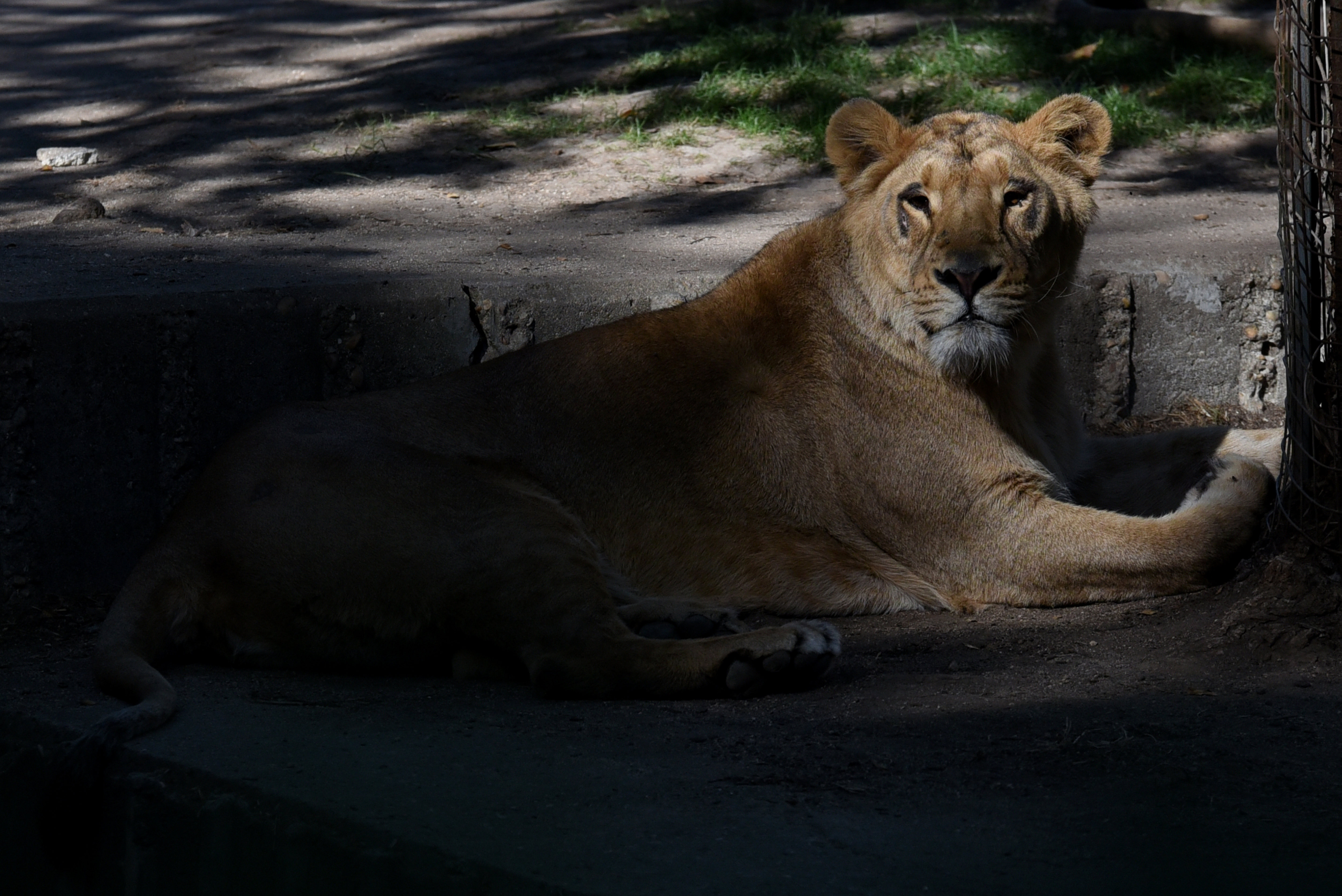 A female Asiatic lion pictured at Madrid zoo. Two females of