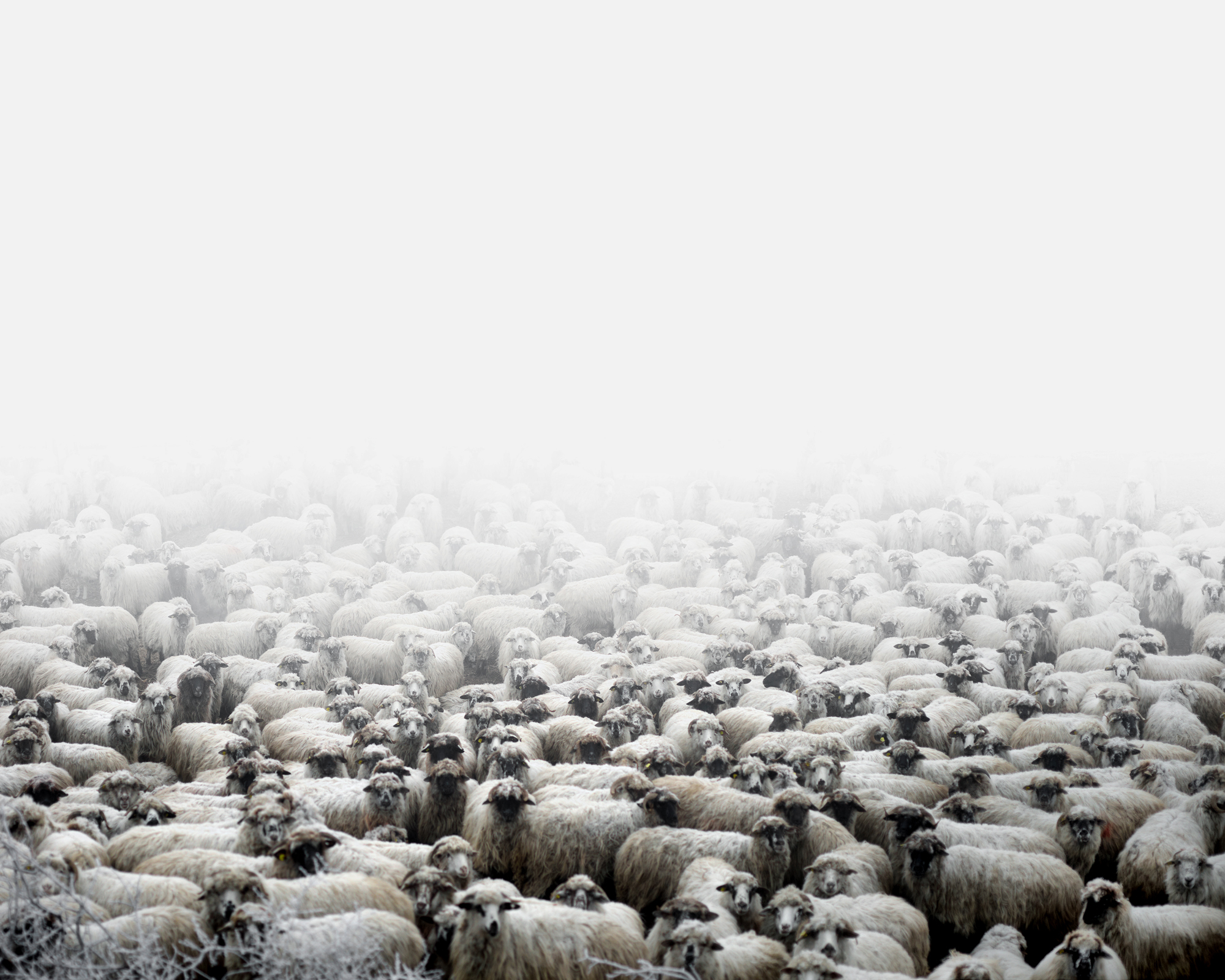 Sheep farm (Silvasu de Sus, West Romania), 2011
