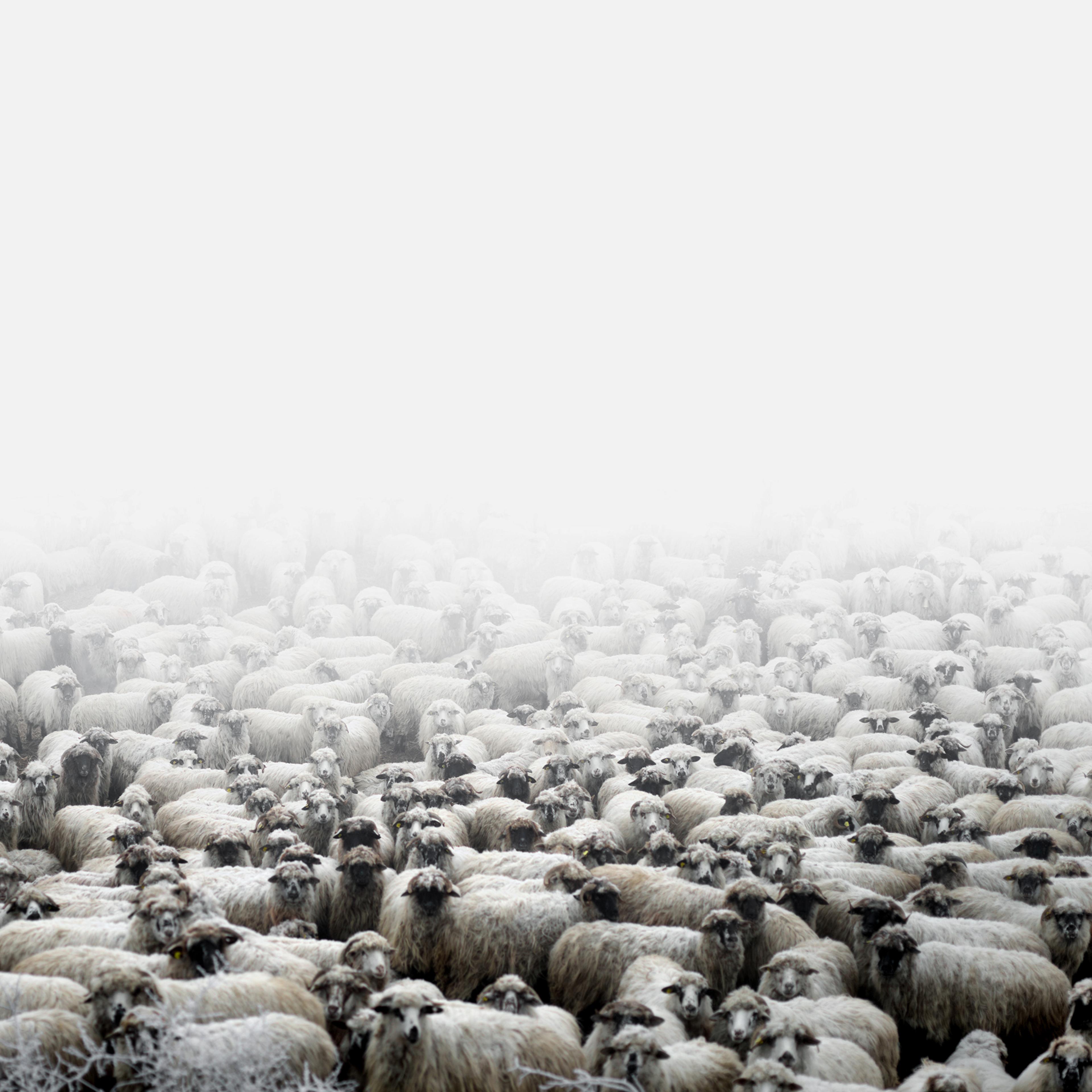 Sheep farm (Silvasu de Sus, West Romania), 2011