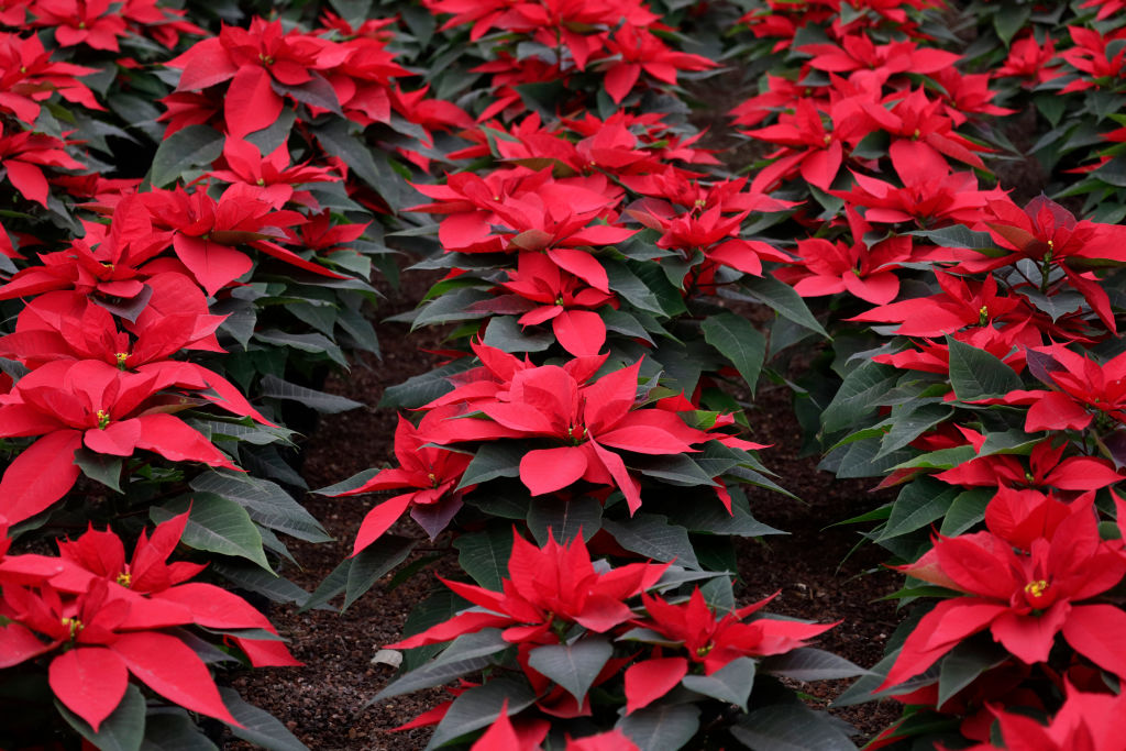 Sale Of Poinsettia Begins In Xochimilco, Mexico City