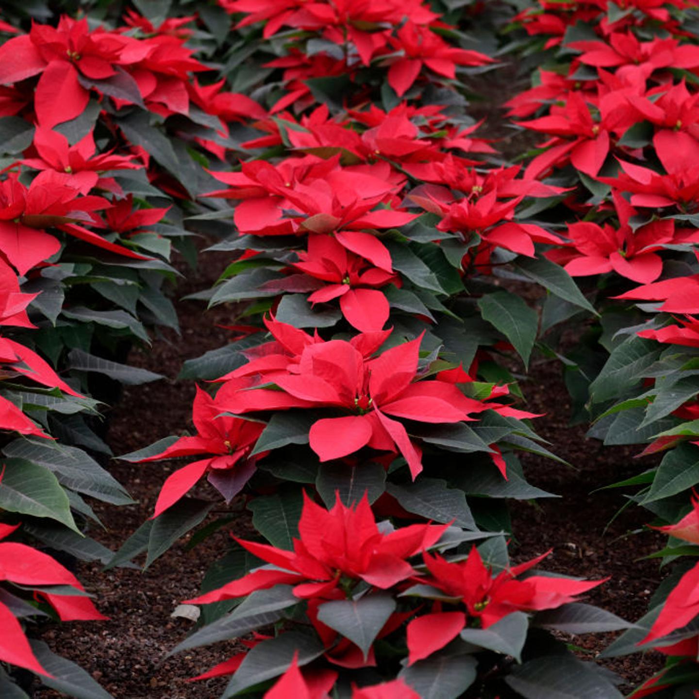 Sale Of Poinsettia Begins In Xochimilco, Mexico City