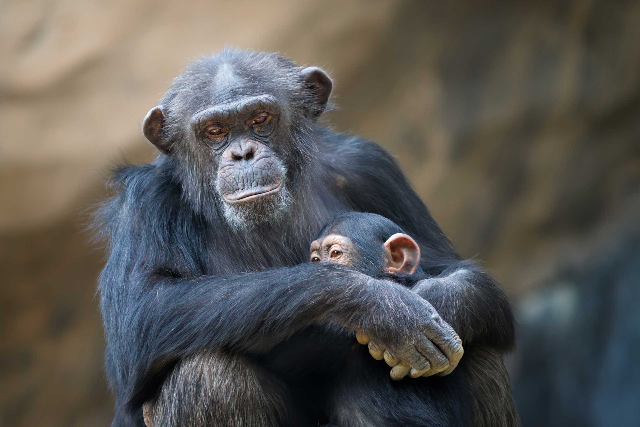 chimpanzee