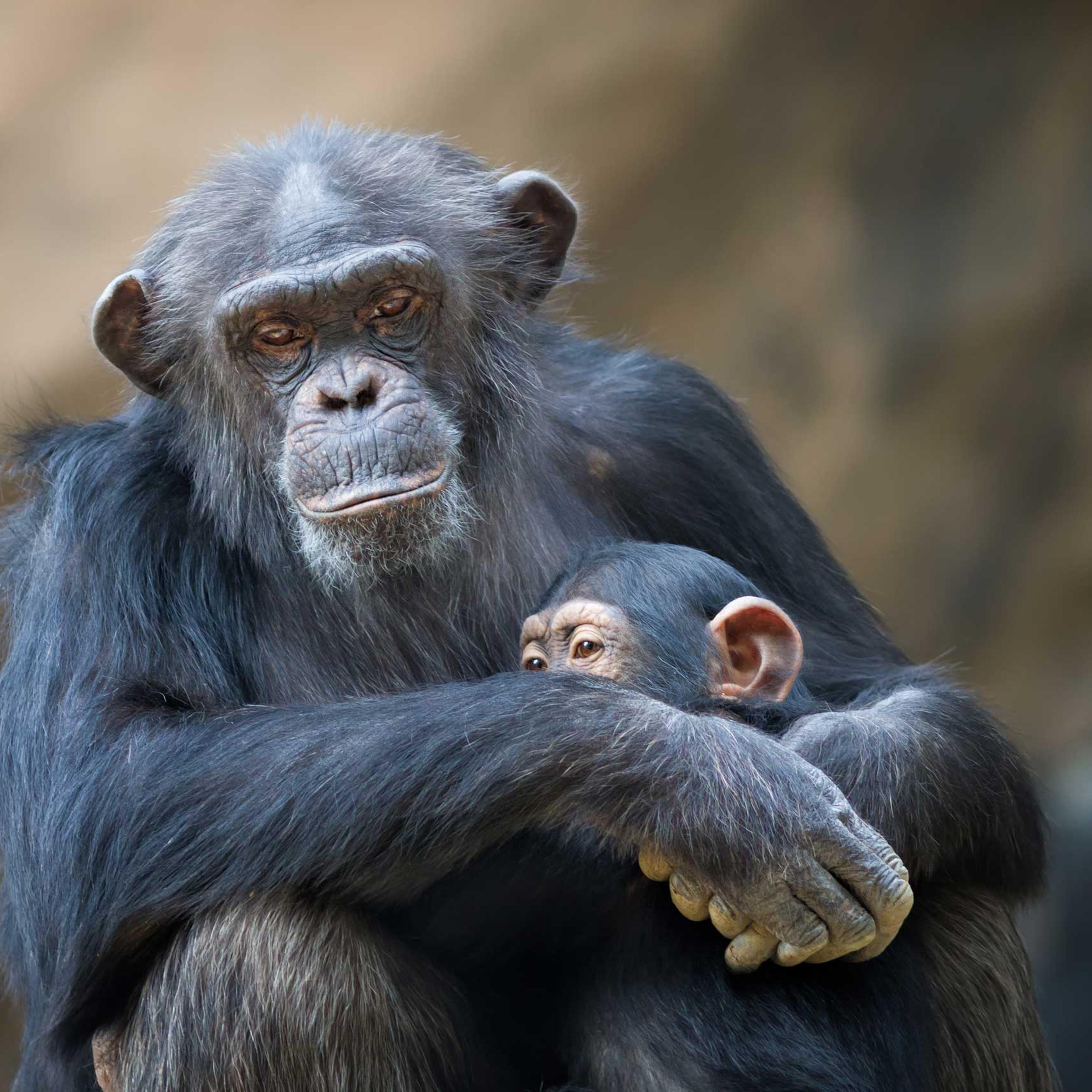 chimpanzee