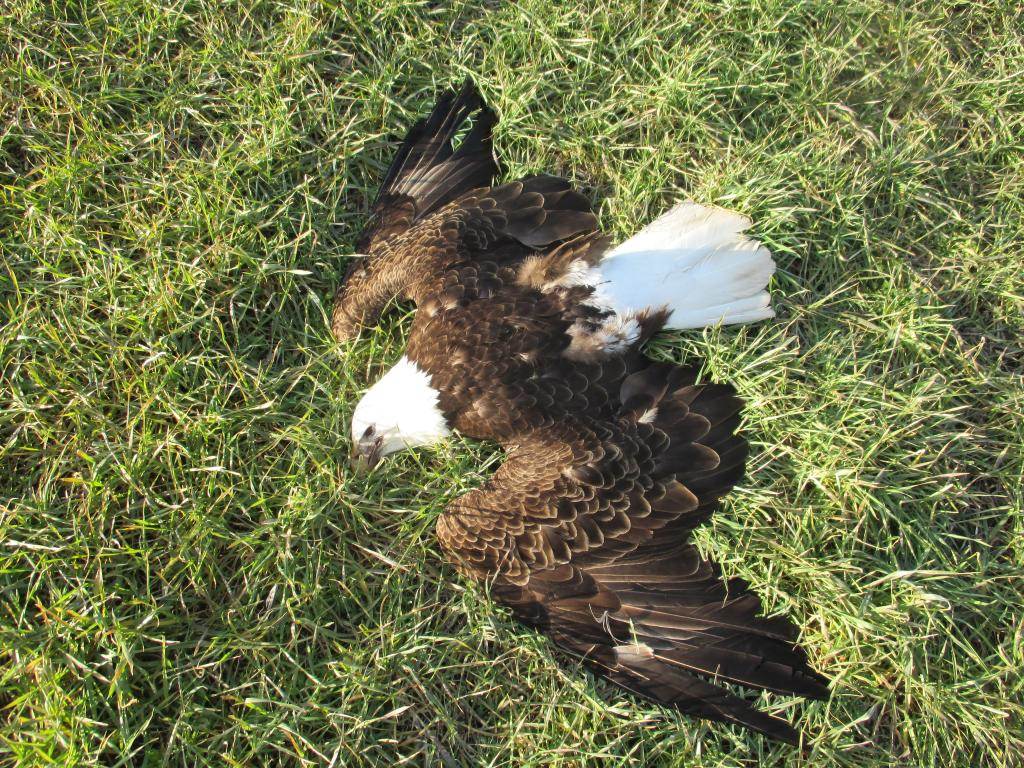 bald_eagle_maryland