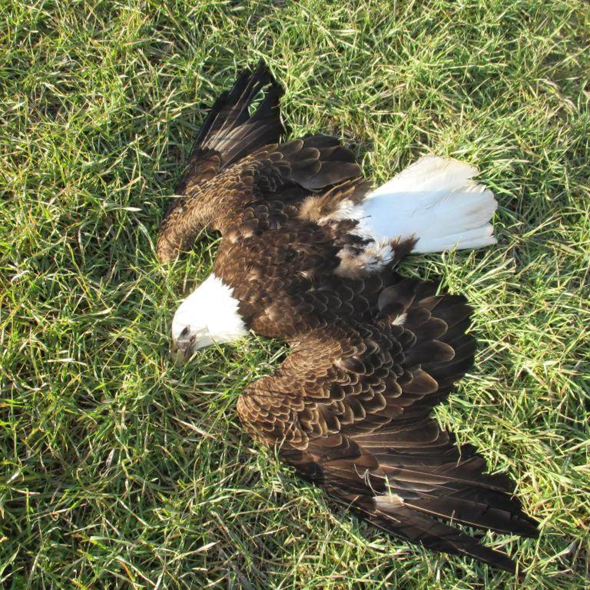 bald_eagle_maryland