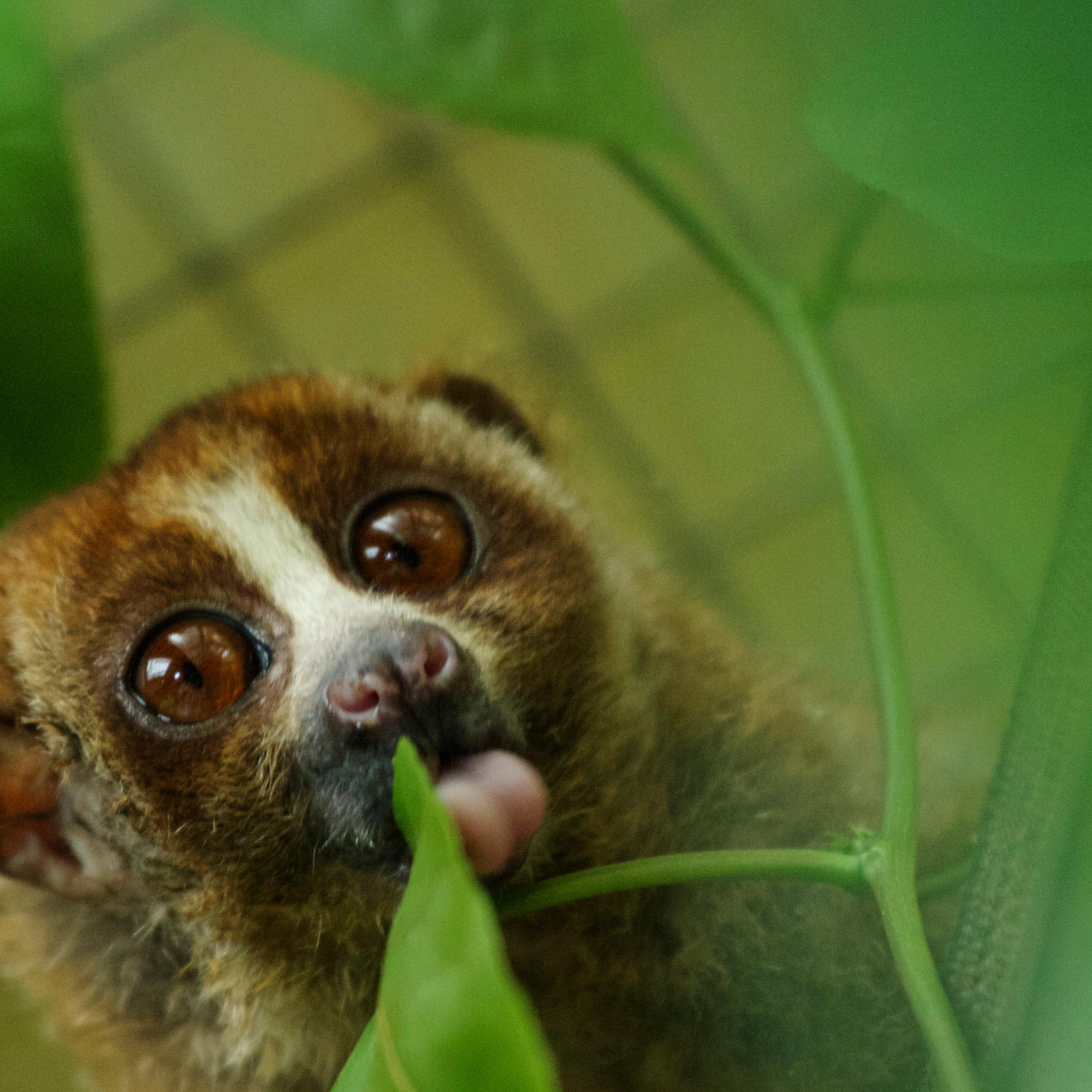 Indonesian Sanctuary Helps To Save The Slow Loris From Extinction