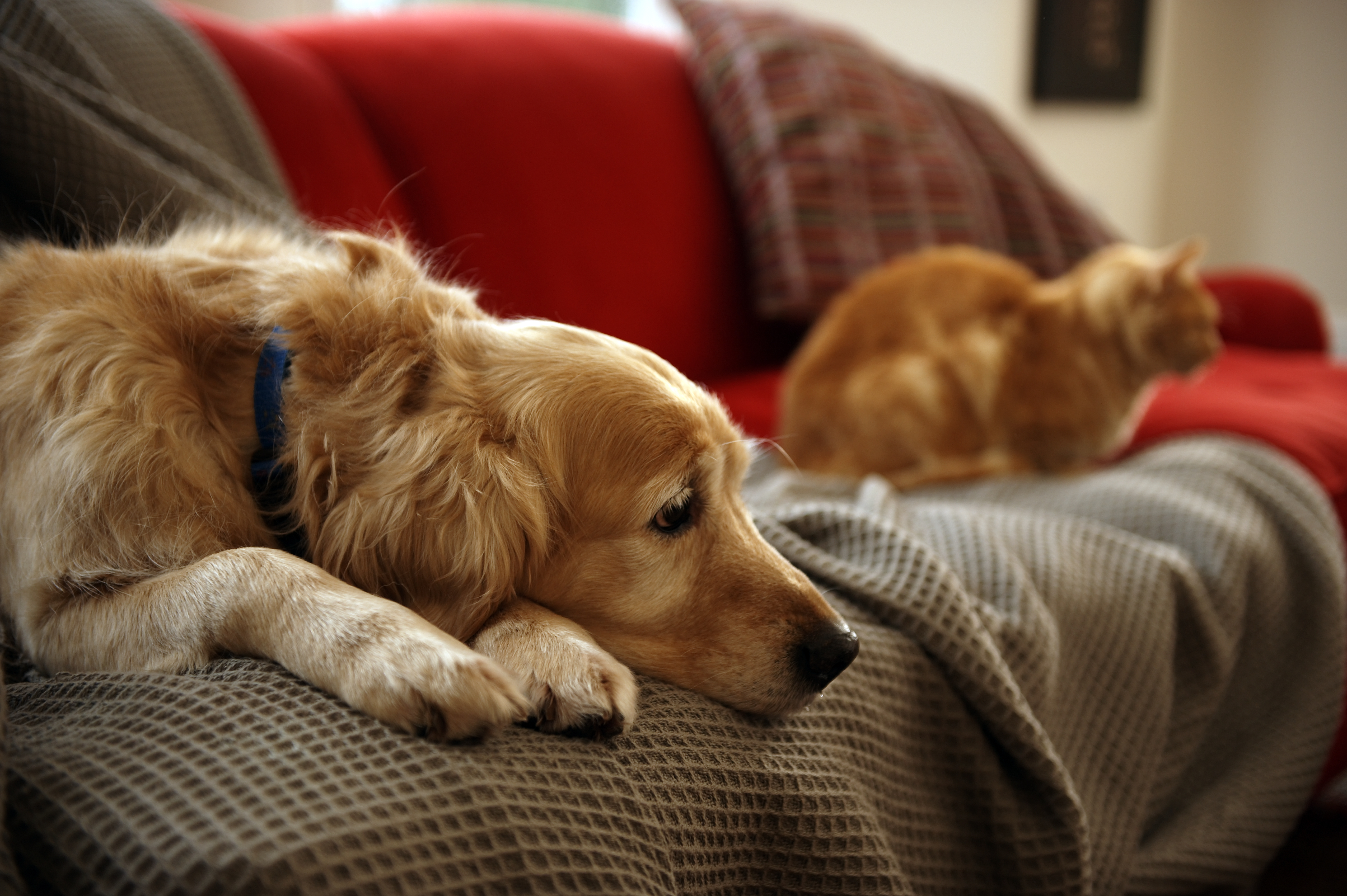 dog and cat