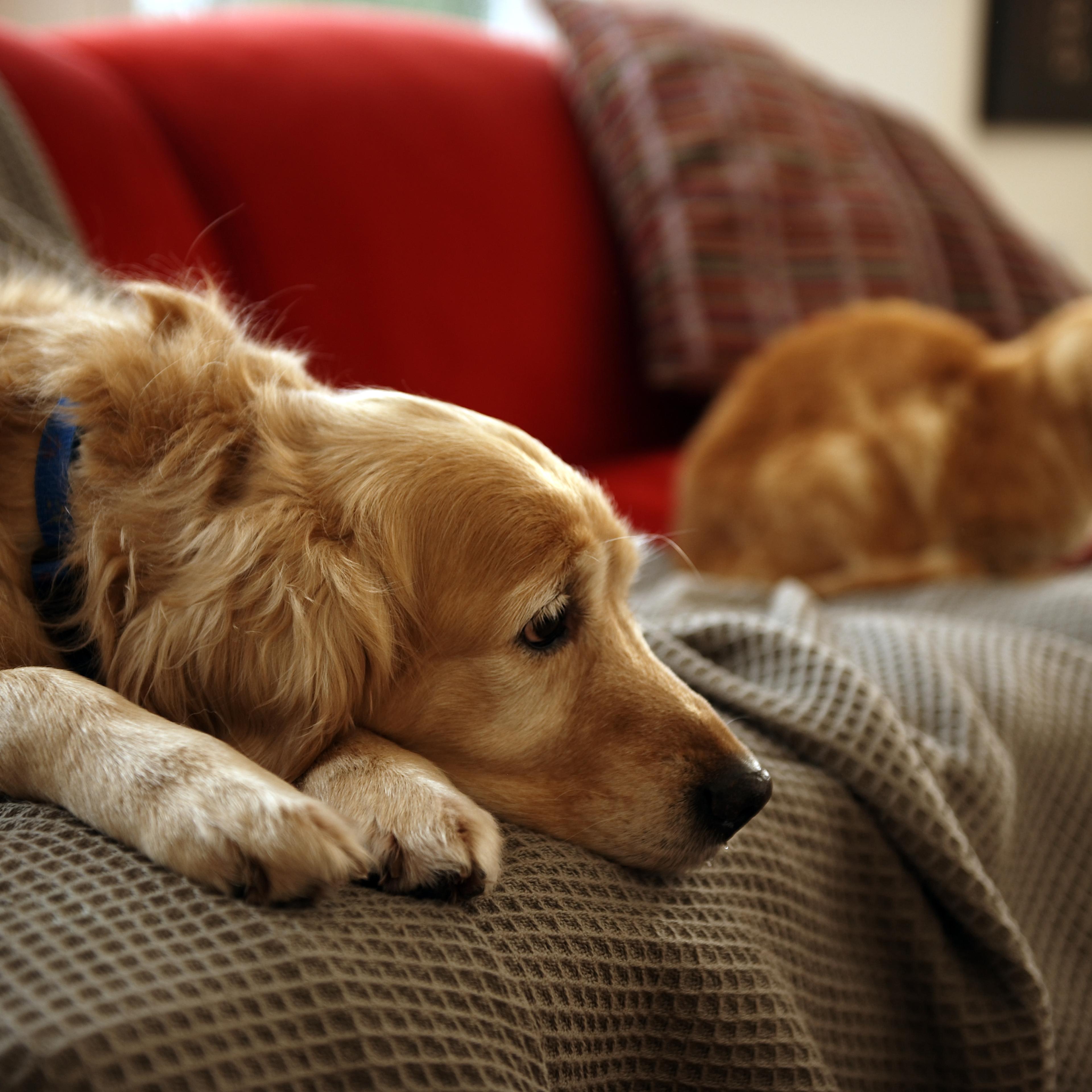dog and cat