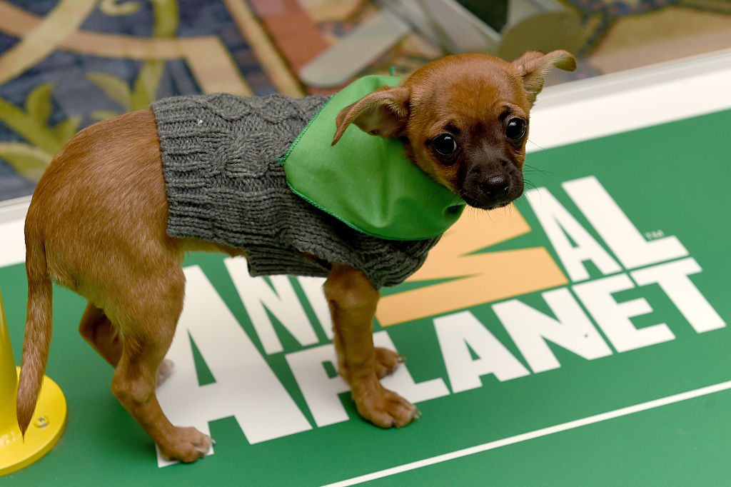 Attendees cuddle with puppies from a local rescue, Paw Works, who are on hand to promote Animal Planet's Puppy Bowl XII during the Discovery Communications TCA Winter 2016 at The Langham Huntington Hotel and Spa on Jan. 7, 2016 in Pasadena, California.