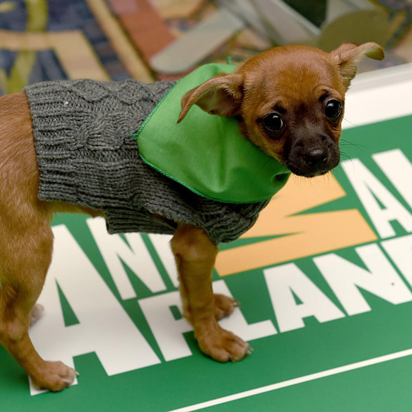 Attendees cuddle with puppies from a local rescue, Paw Works, who are on hand to promote Animal Planet's Puppy Bowl XII during the Discovery Communications TCA Winter 2016 at The Langham Huntington Hotel and Spa on Jan. 7, 2016 in Pasadena, California.