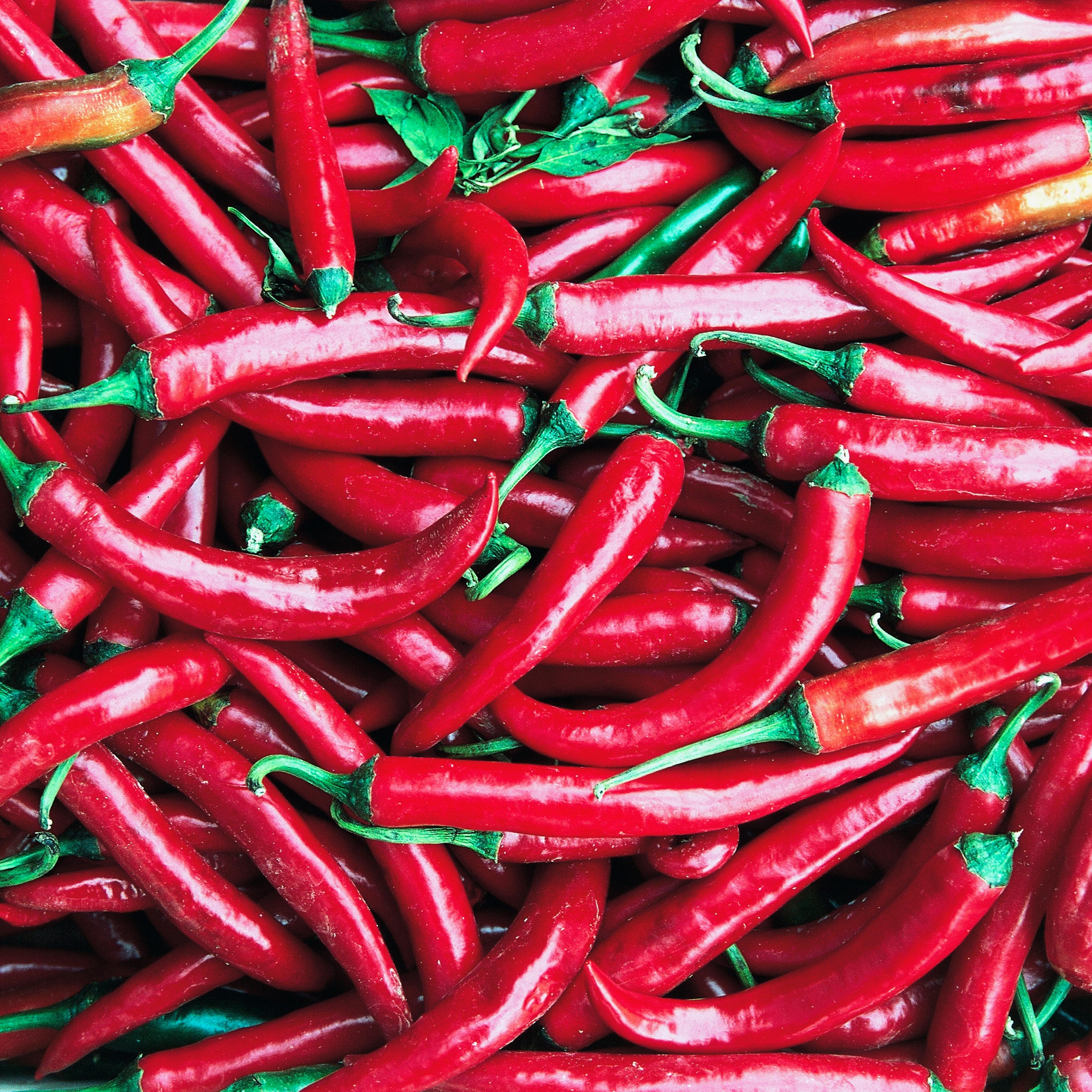 Spicy chili, Salento, Apulia, Italy in March 2014.