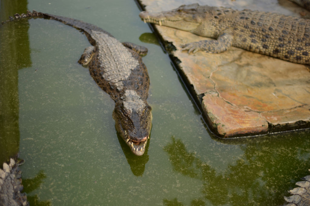 Two crocodiles seen at the park.The Beetle Crocodile Garden