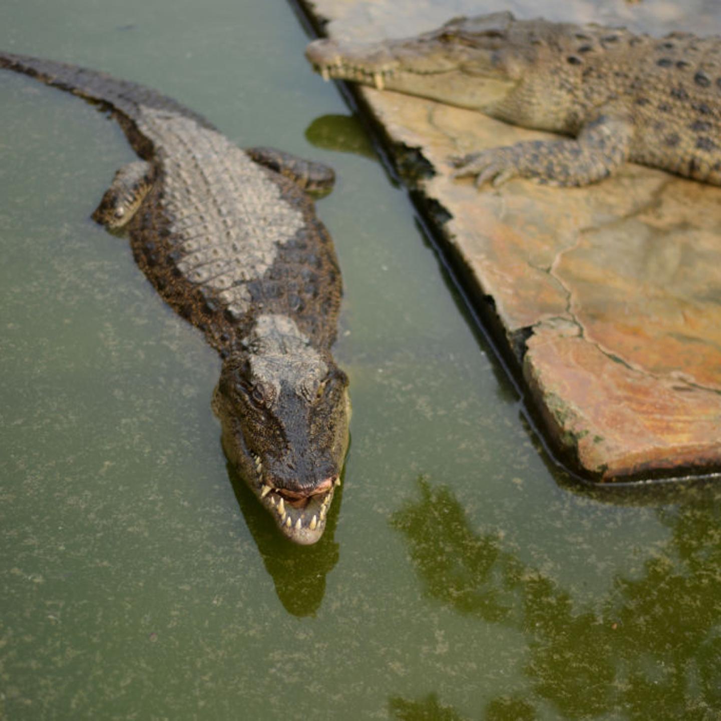 Two crocodiles seen at the park.The Beetle Crocodile Garden