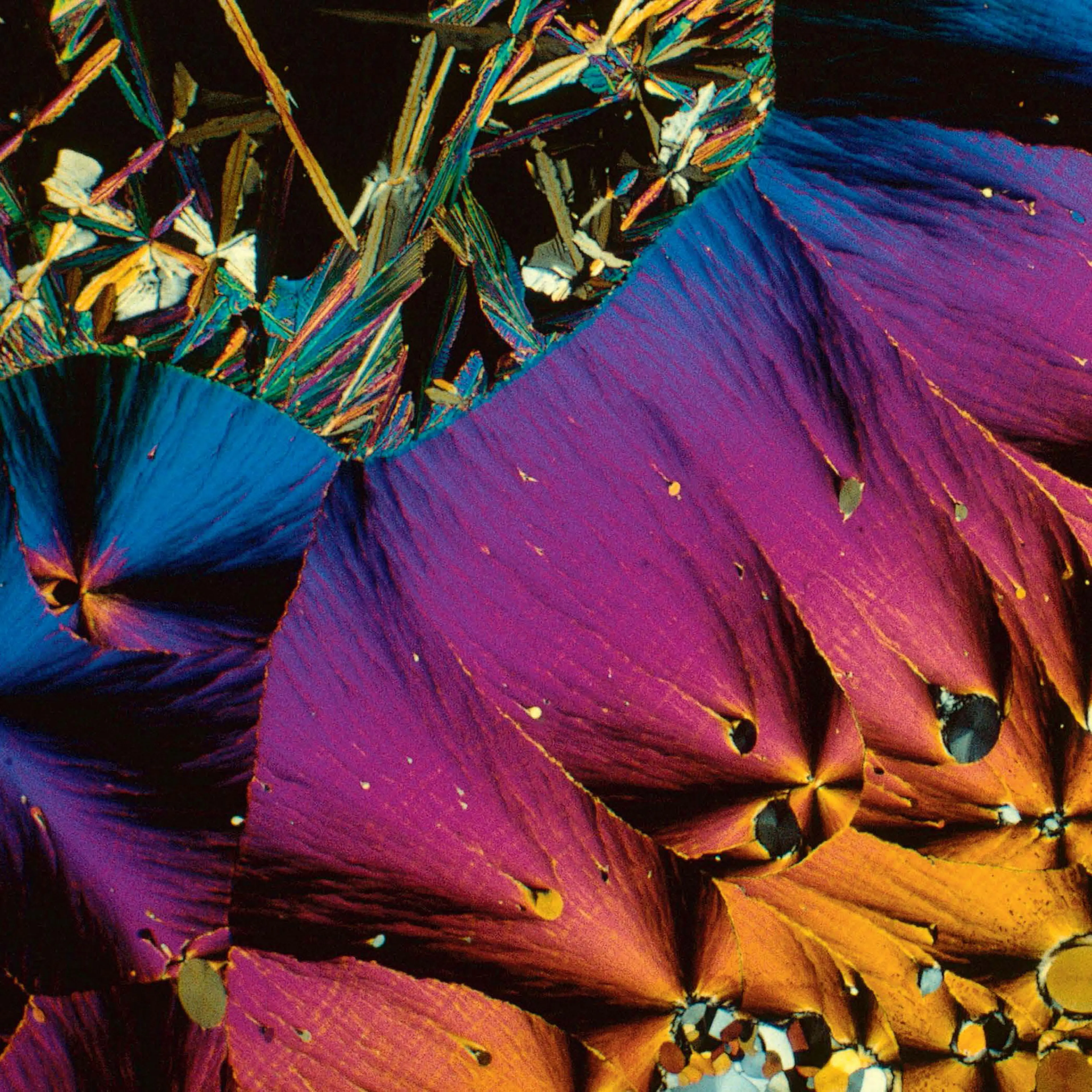 <b>Serotonin crystals</b> (polarized light micrograph)