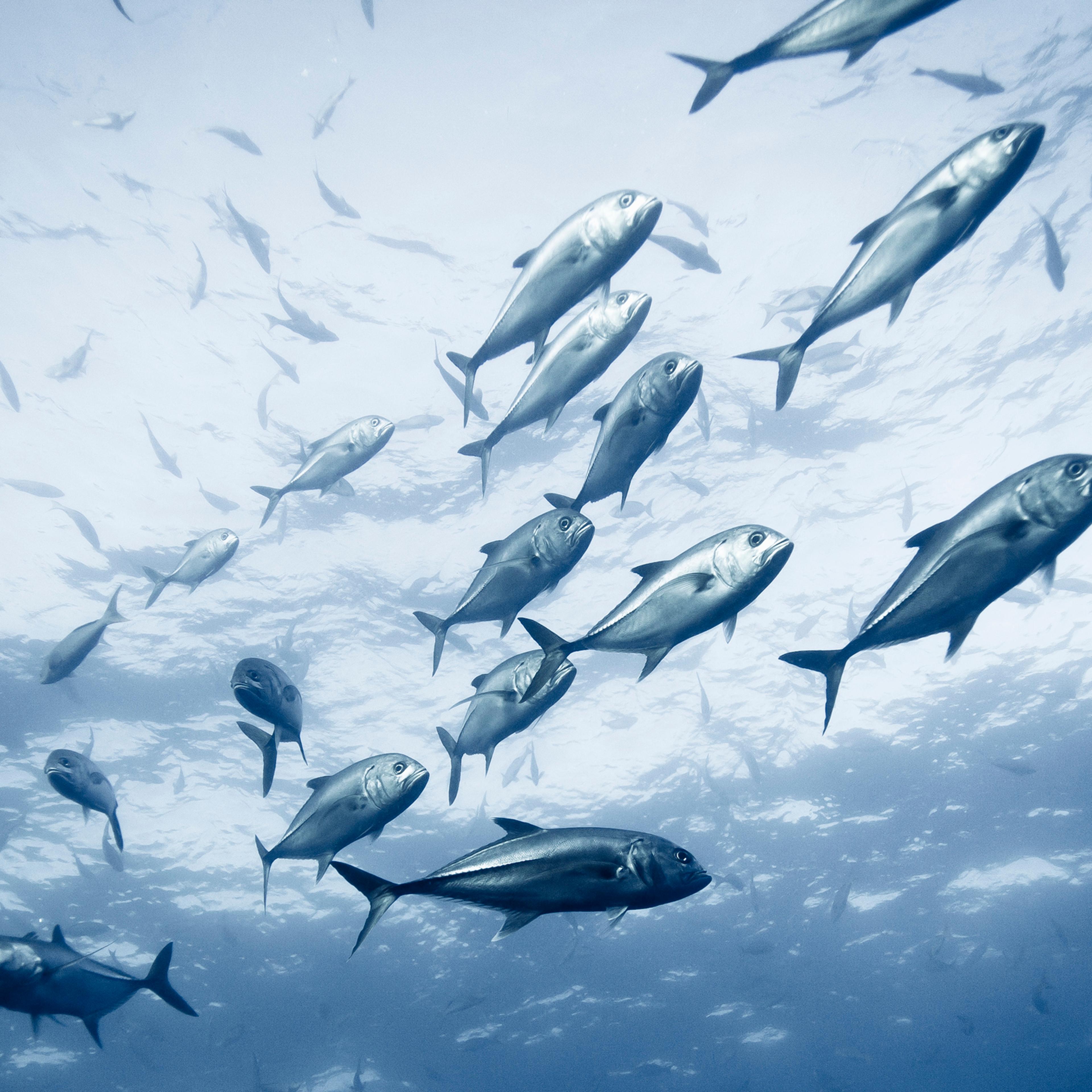 ocean ecosystem fish